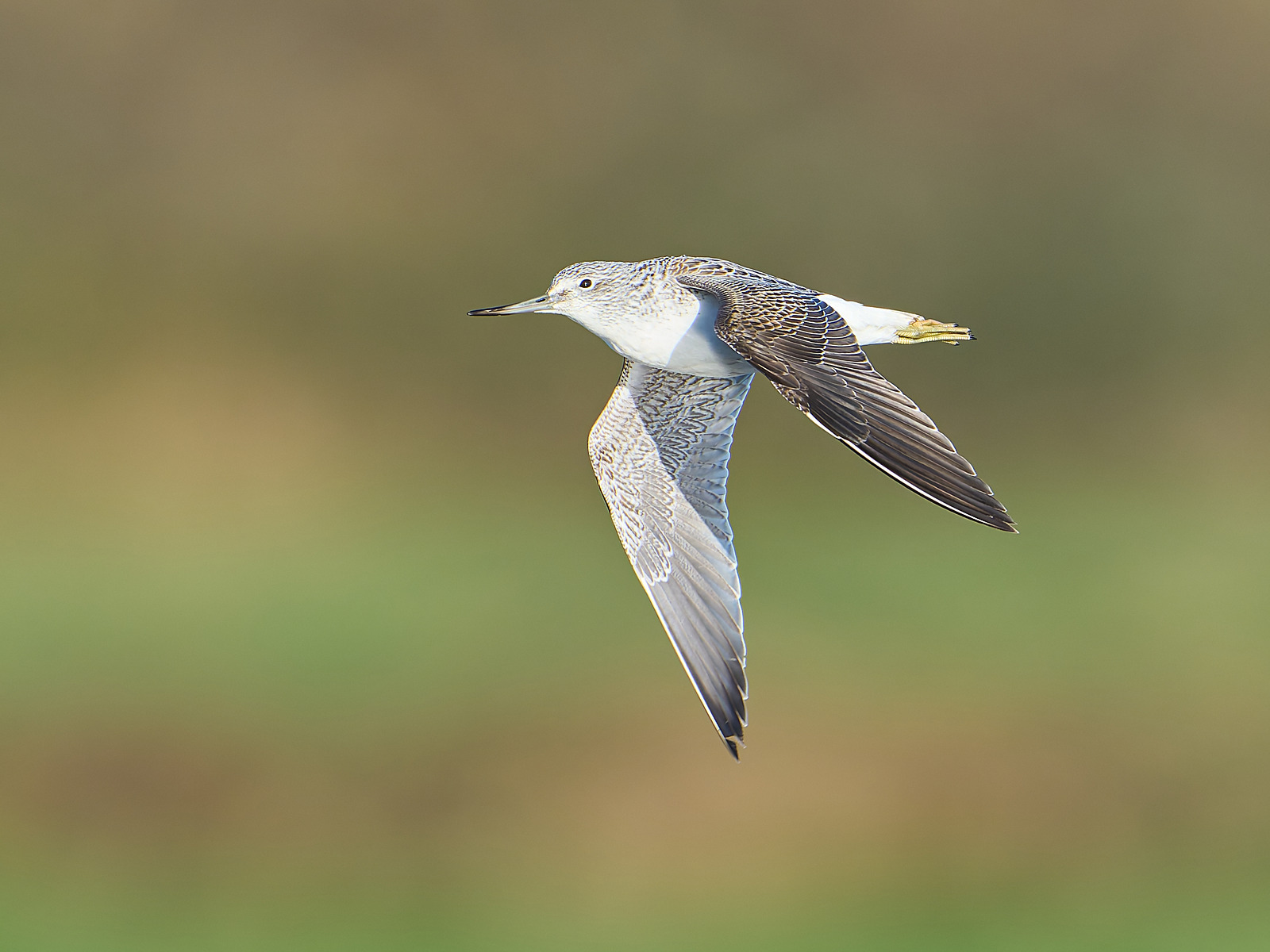  - Greenshank