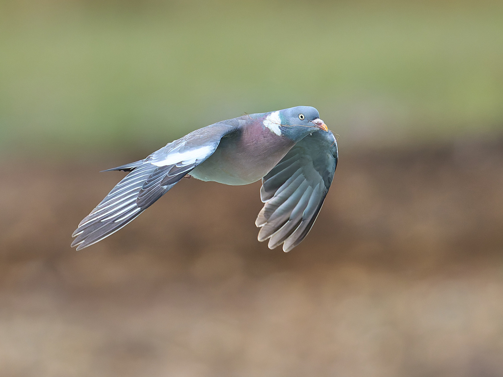  - Wood Pigeon