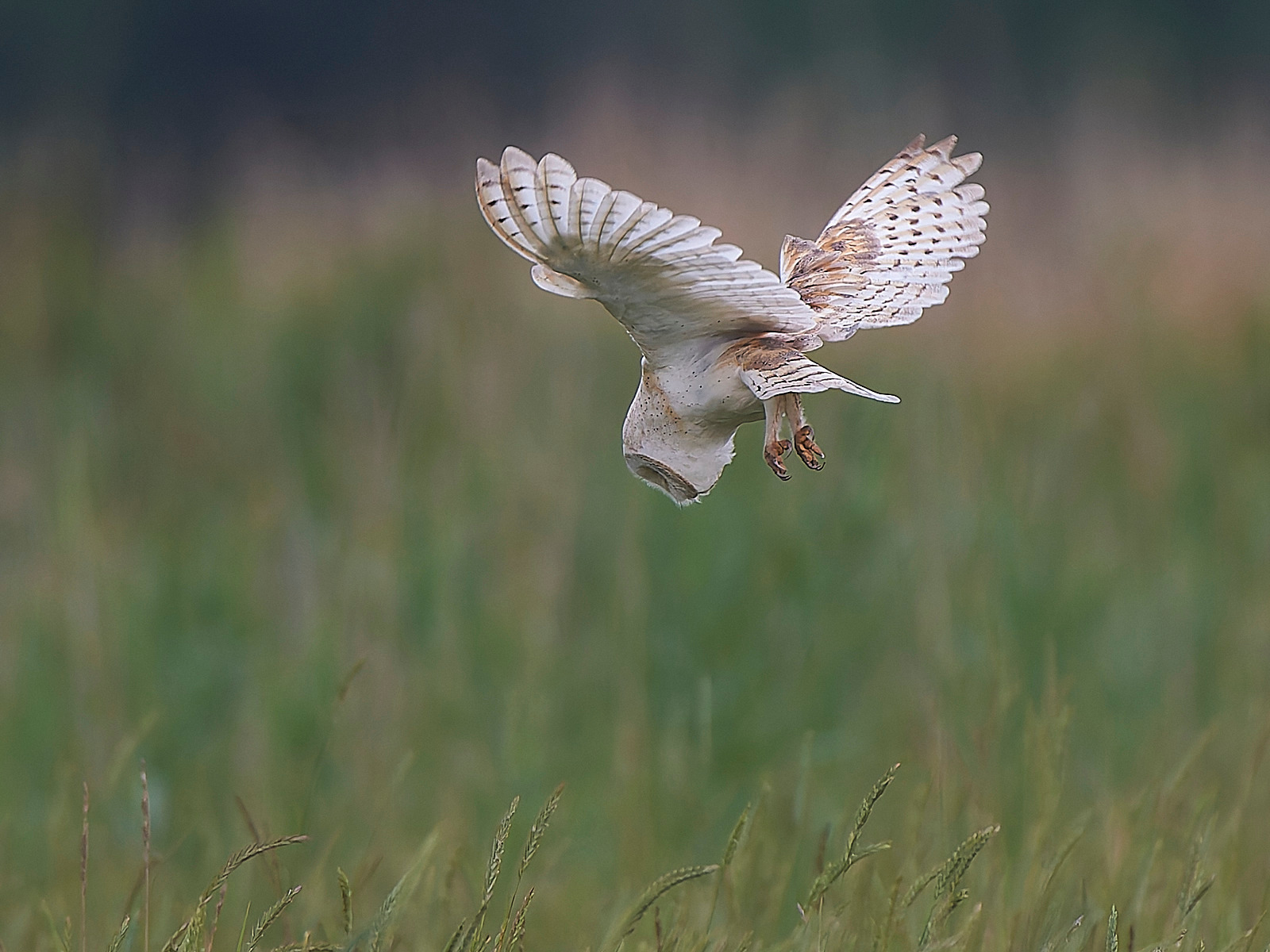  - Barn Owl