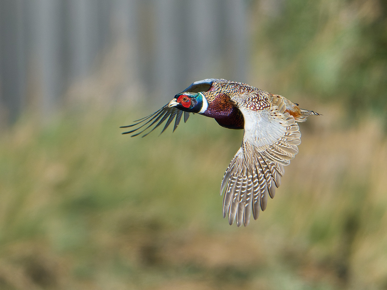  - Pheasant