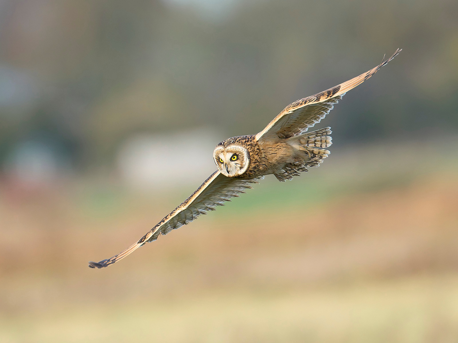  - Short-eared Owl
