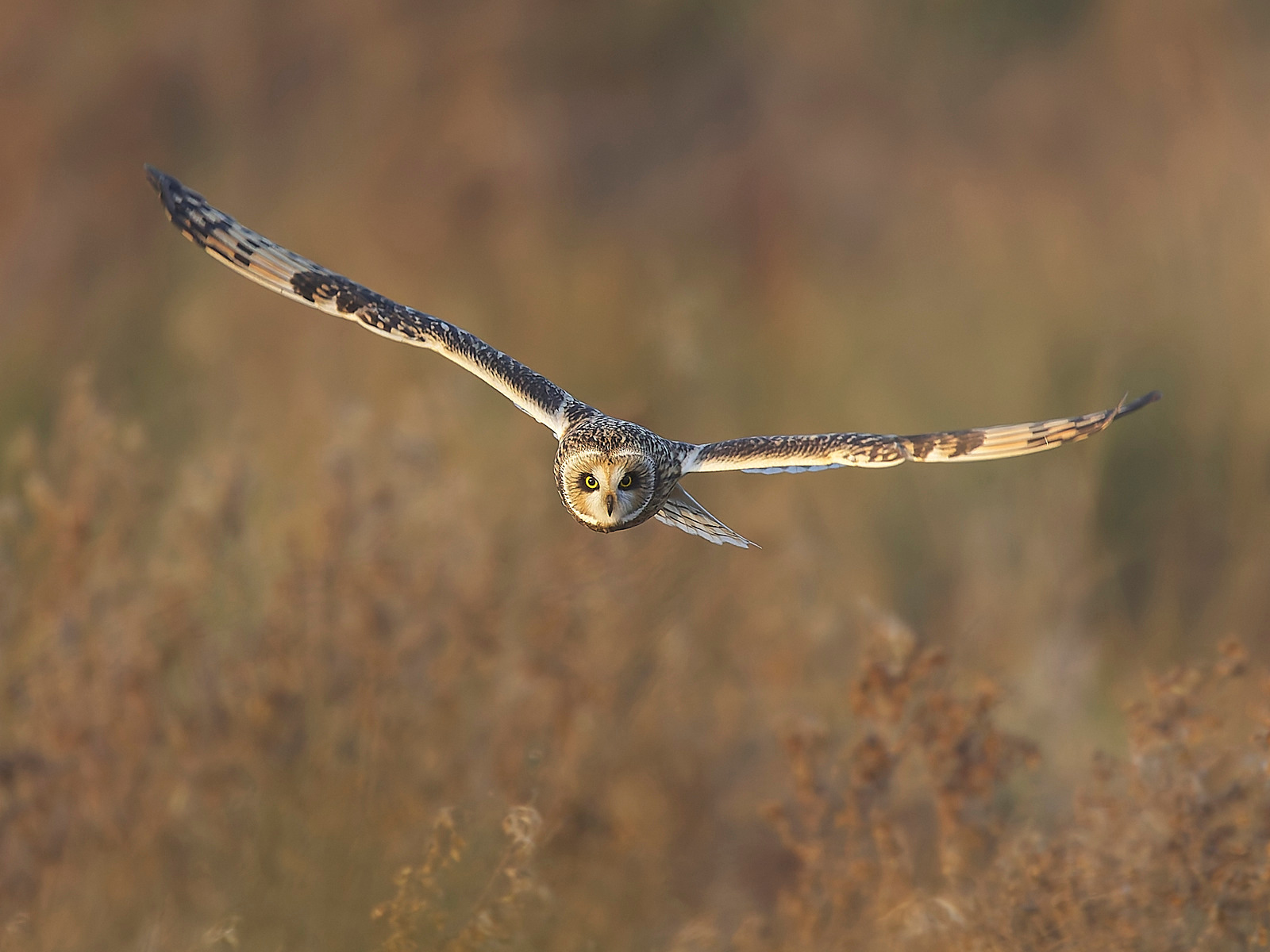  - Short-eared Owl