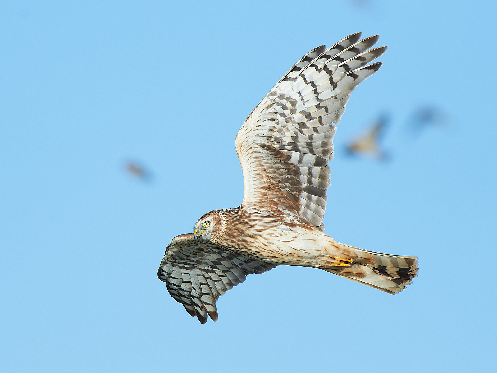  - Hen Harrier