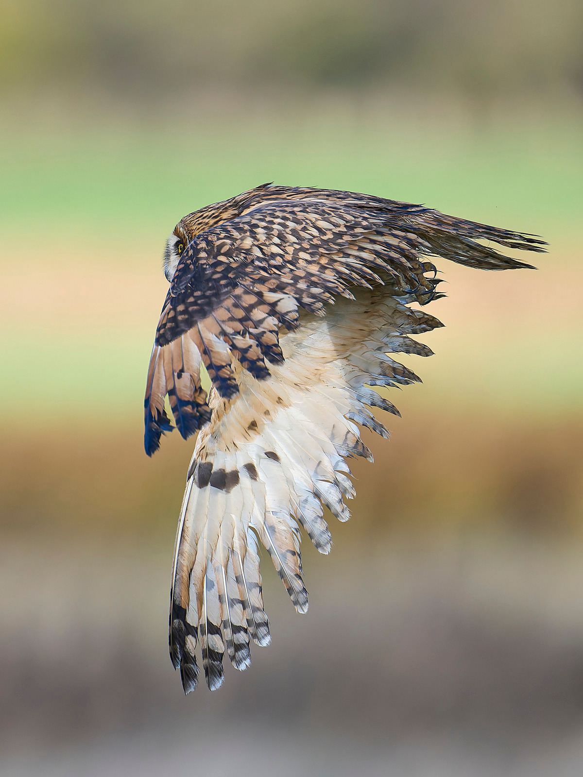  - Short-eared Owl