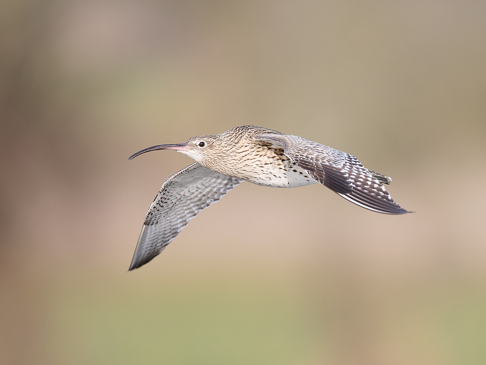  - Curlew
