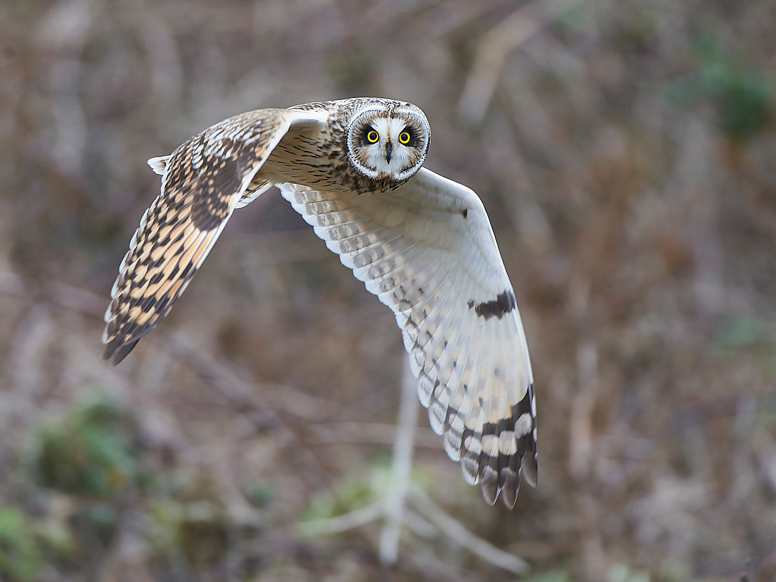  - Short-eared Owl