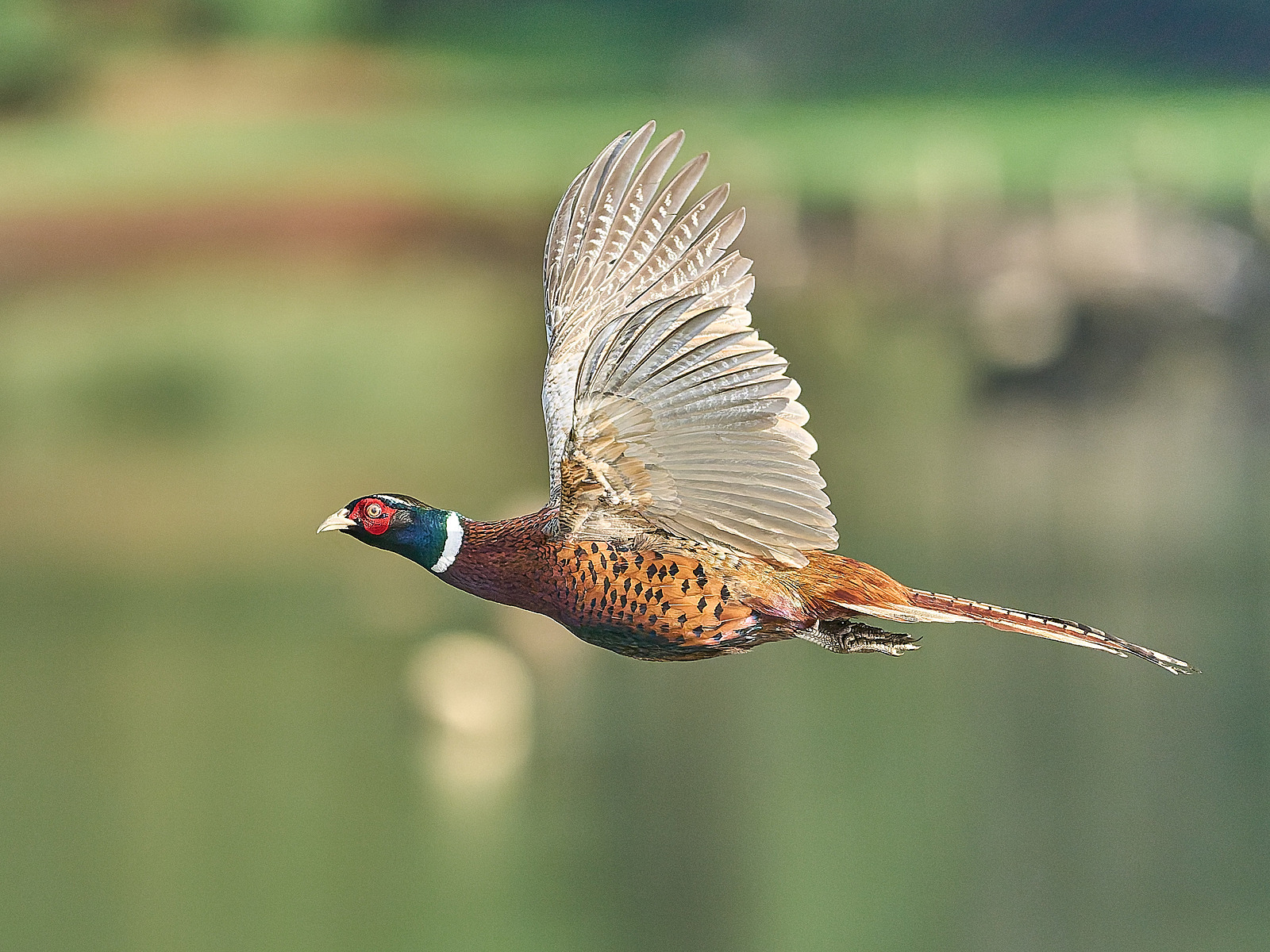  - Pheasant