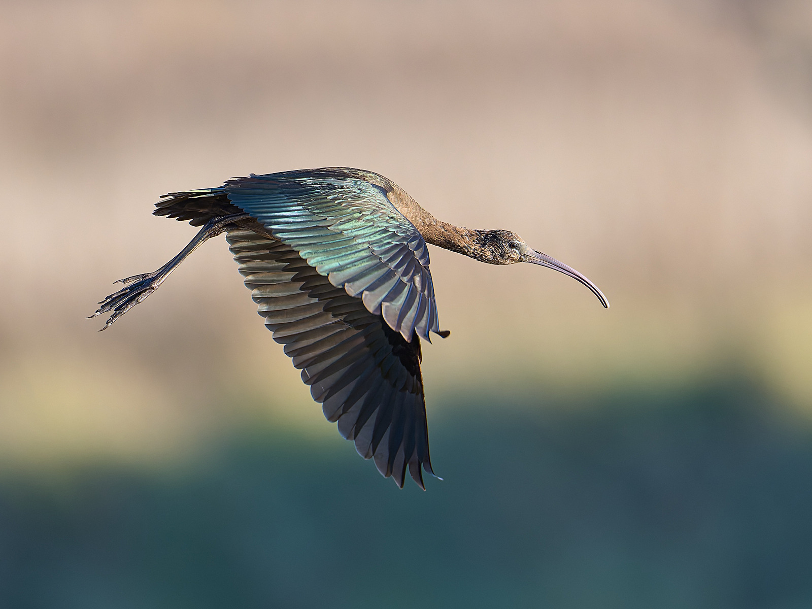 - Glossy Ibis