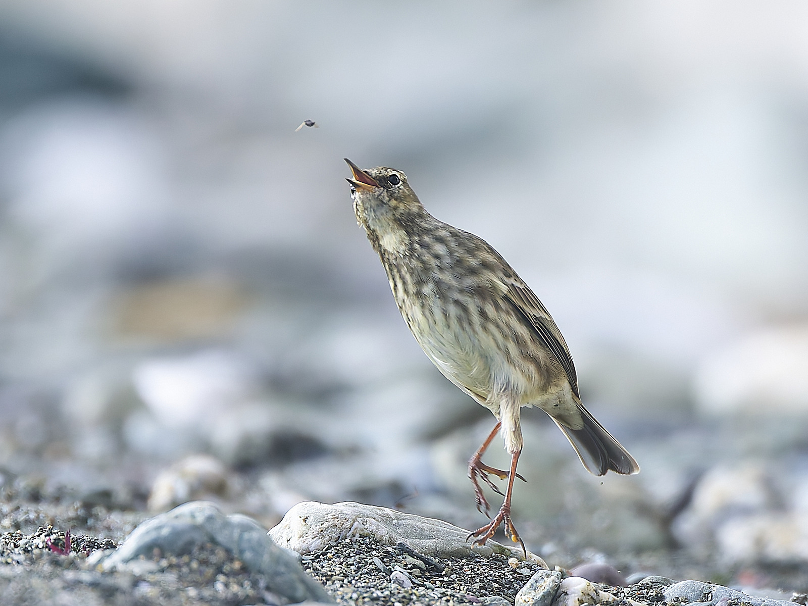  - Rock Pipit