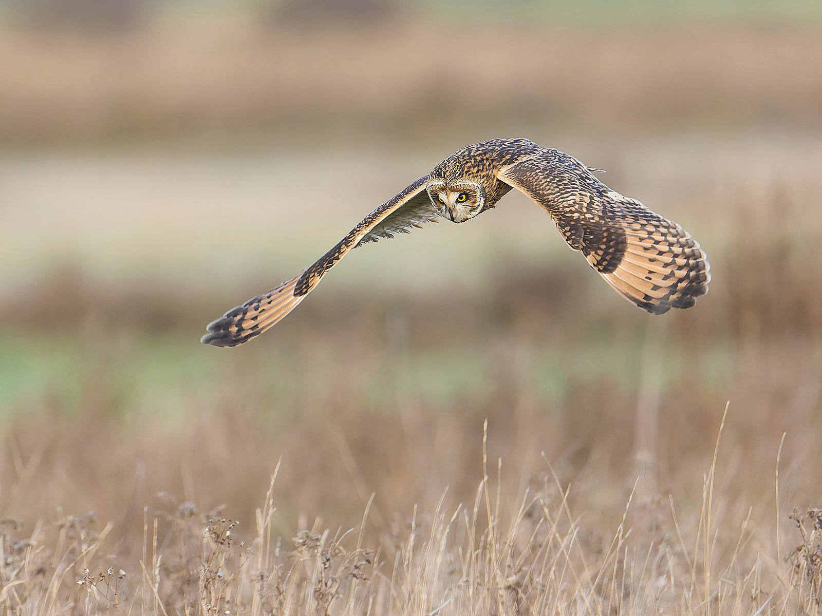  - Short-eared Owl