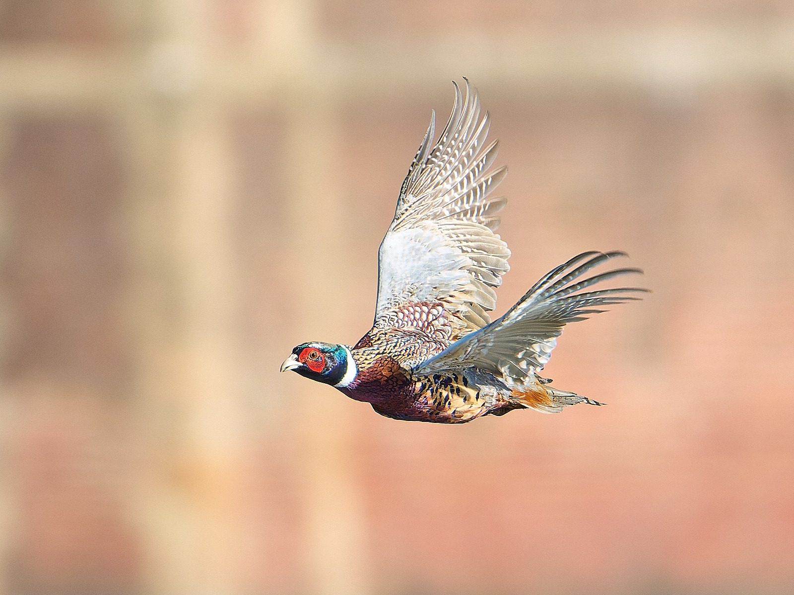  - Pheasant