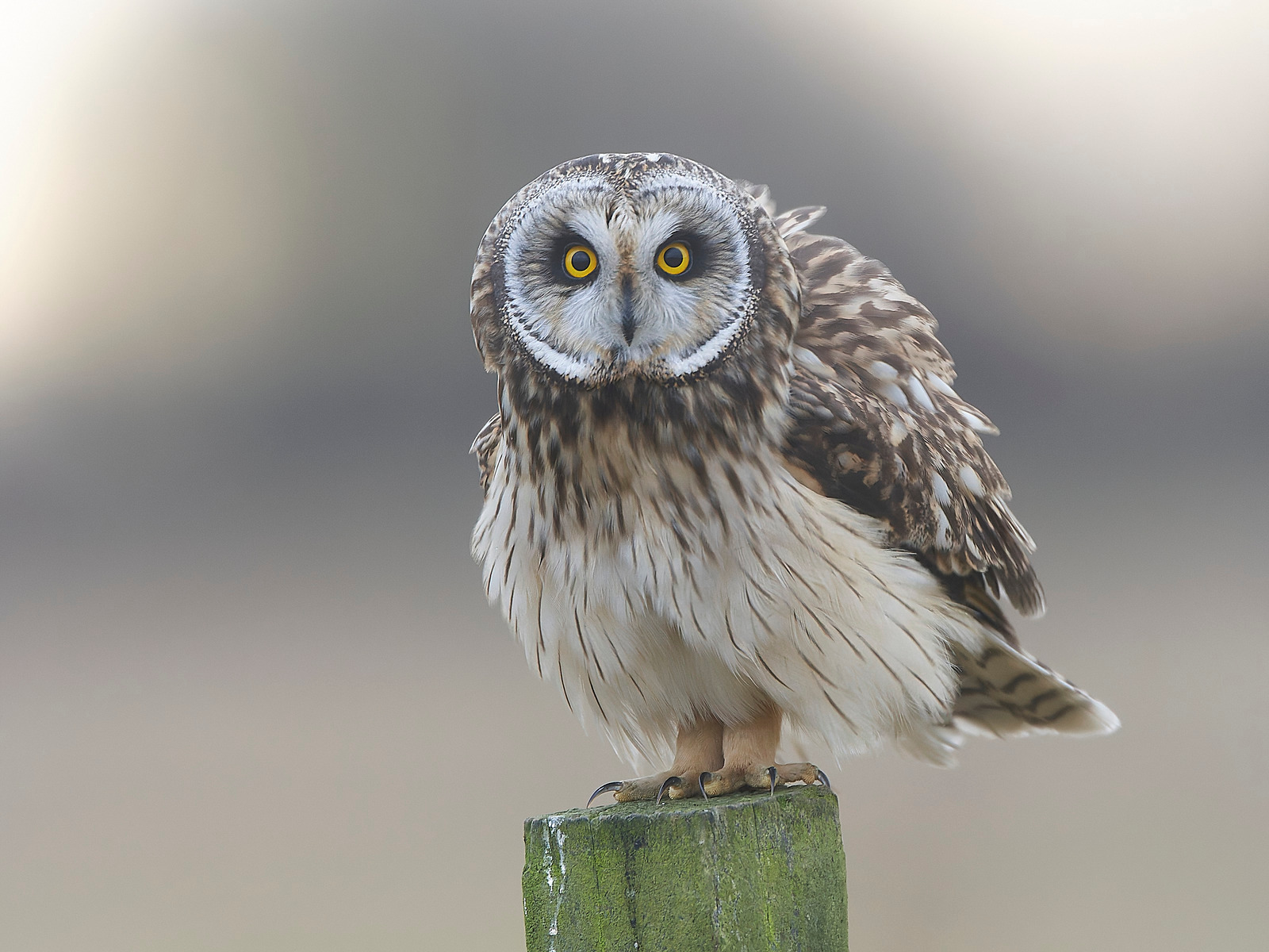  - Short-eared Owl