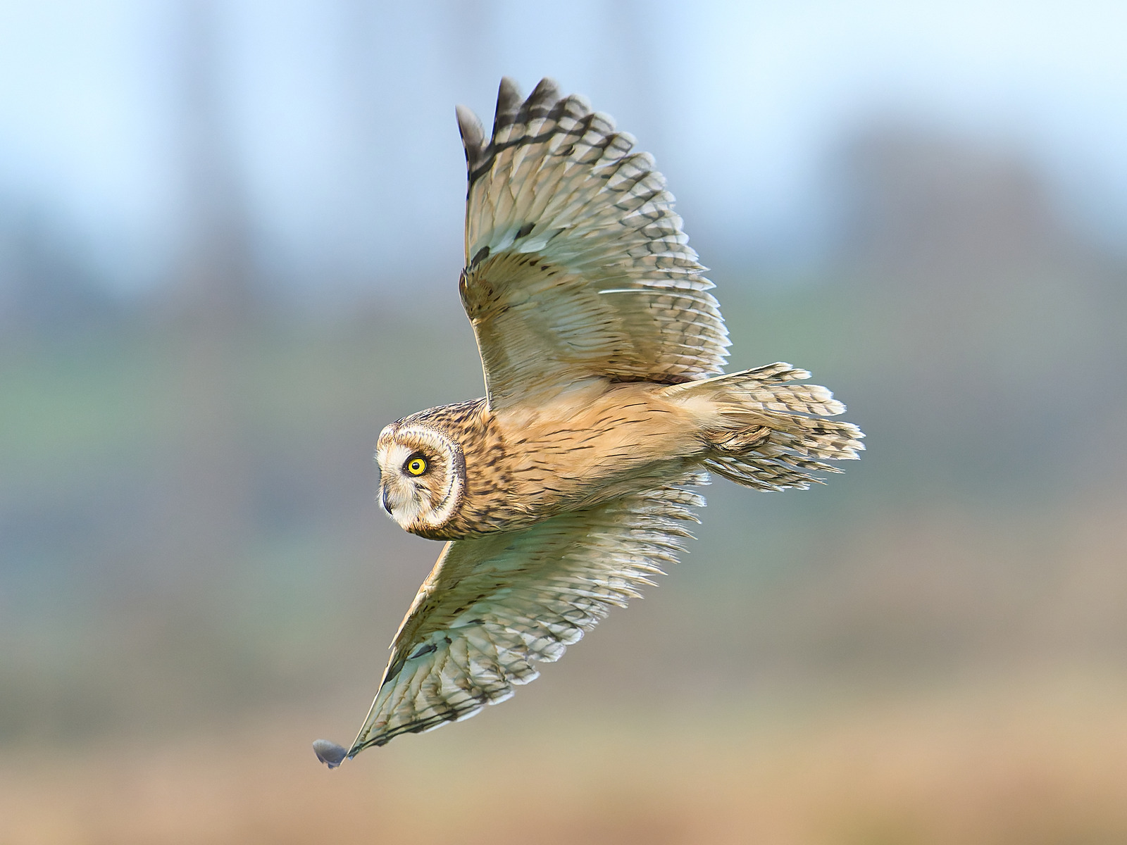  - Short-eared Owl