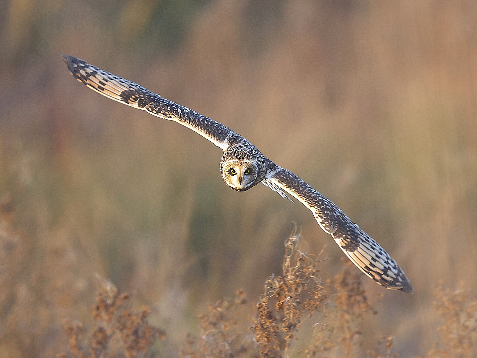  - Short-eared Owl