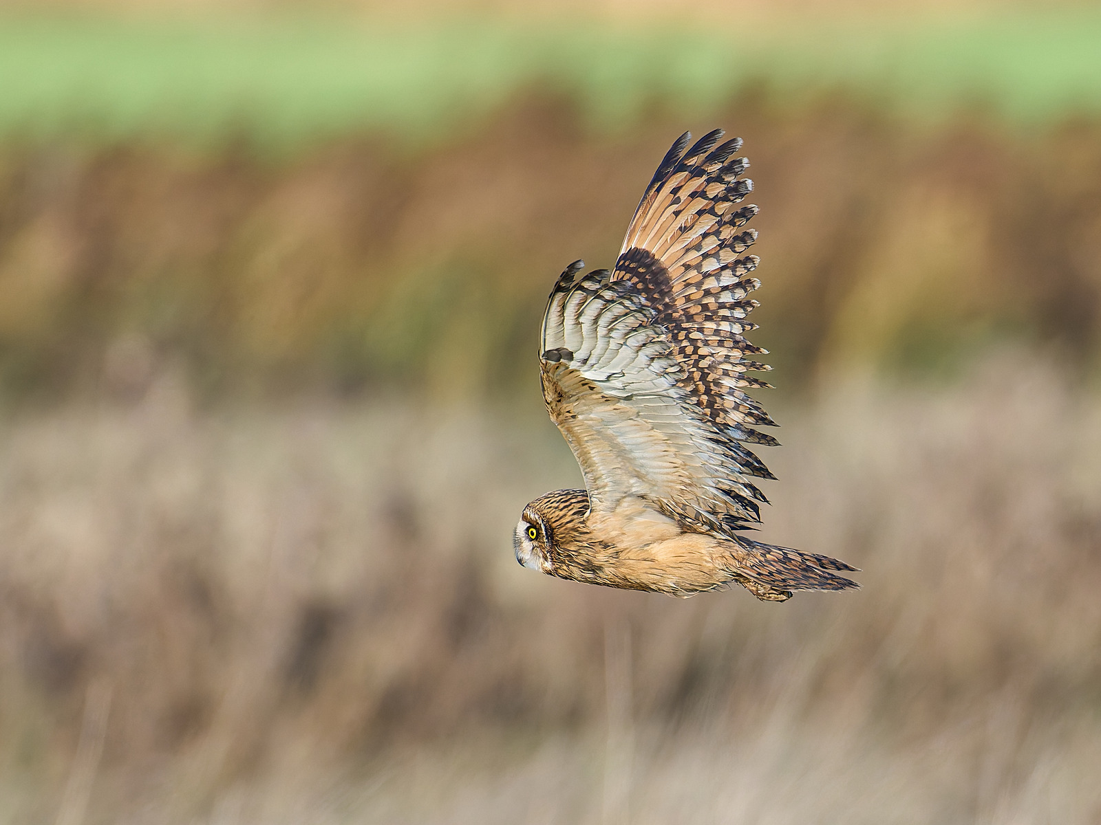  - Short-eared Owl