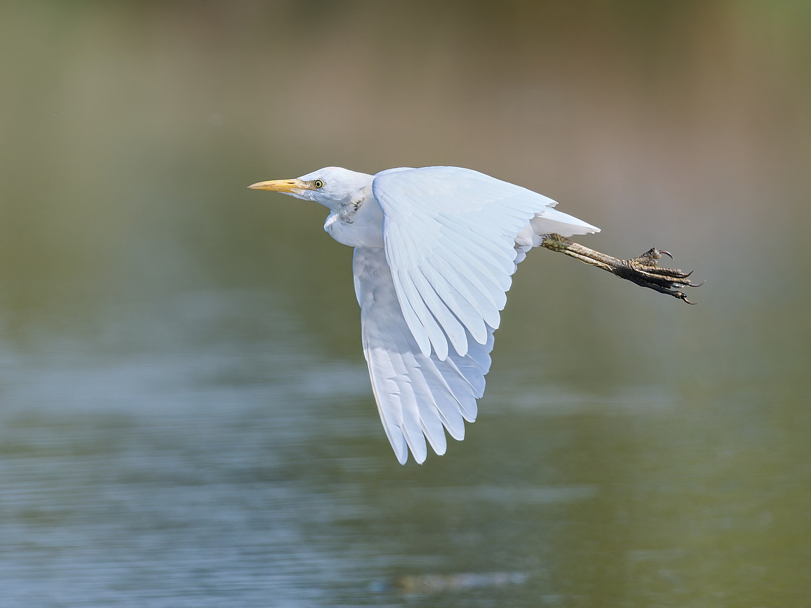  - Cattle Egret