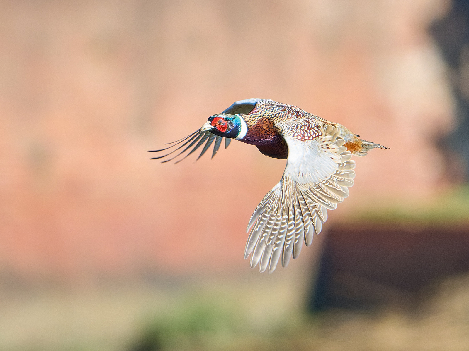  - Pheasant
