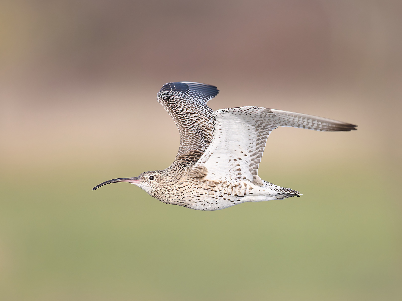  - Curlew