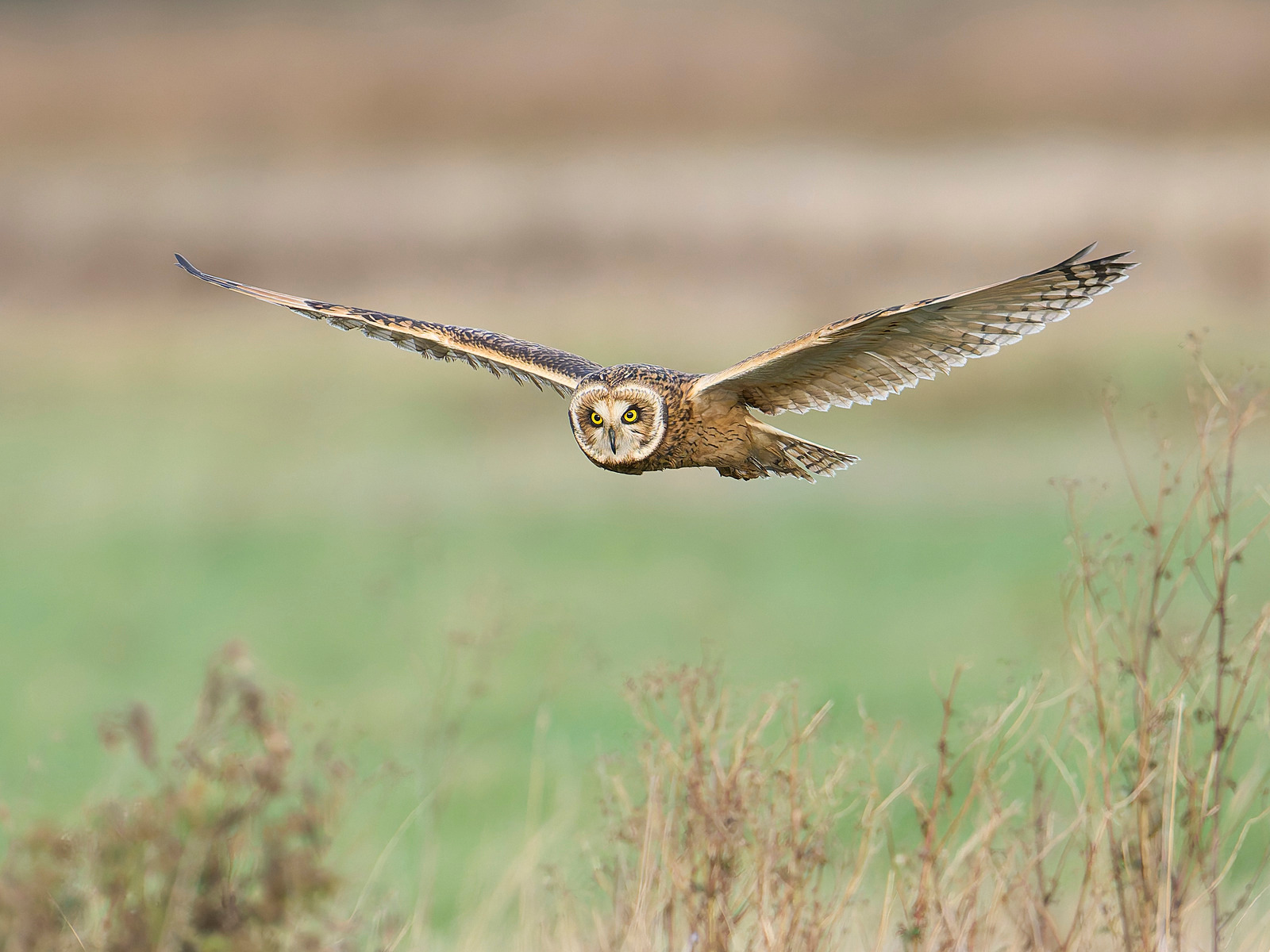  - Short-eared Owl