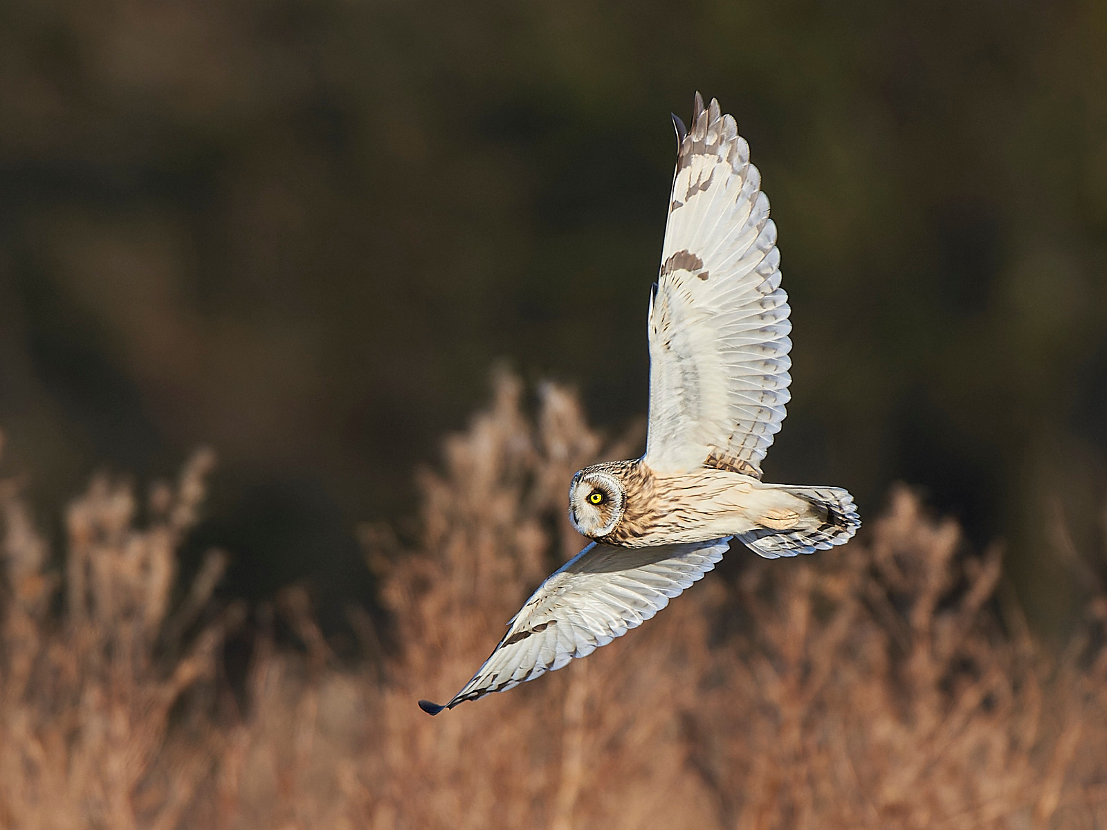  - Short-eared Owl