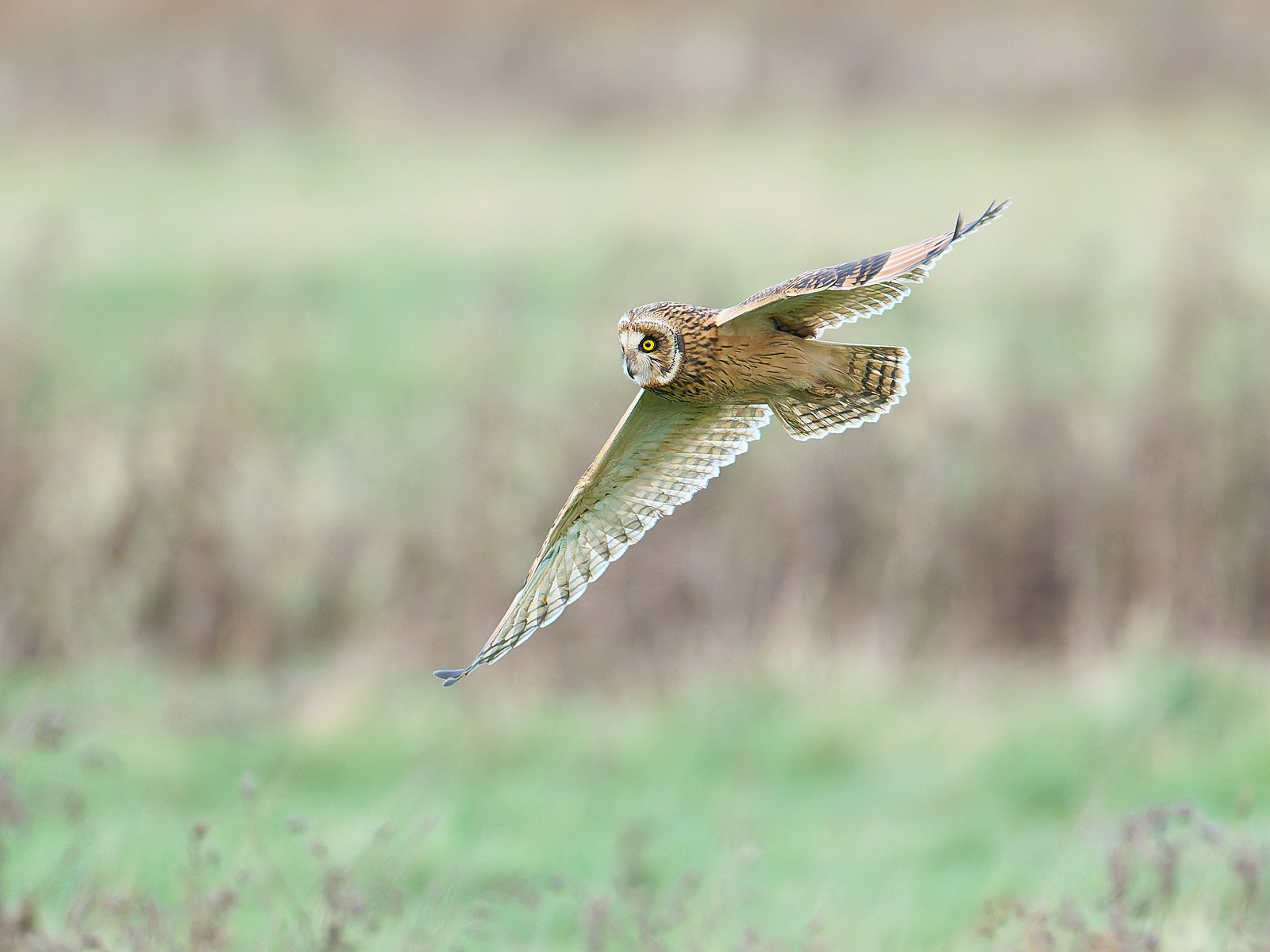  - Short-eared Owl
