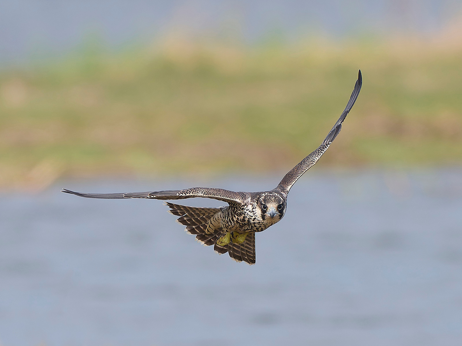  - Peregrine Falcon