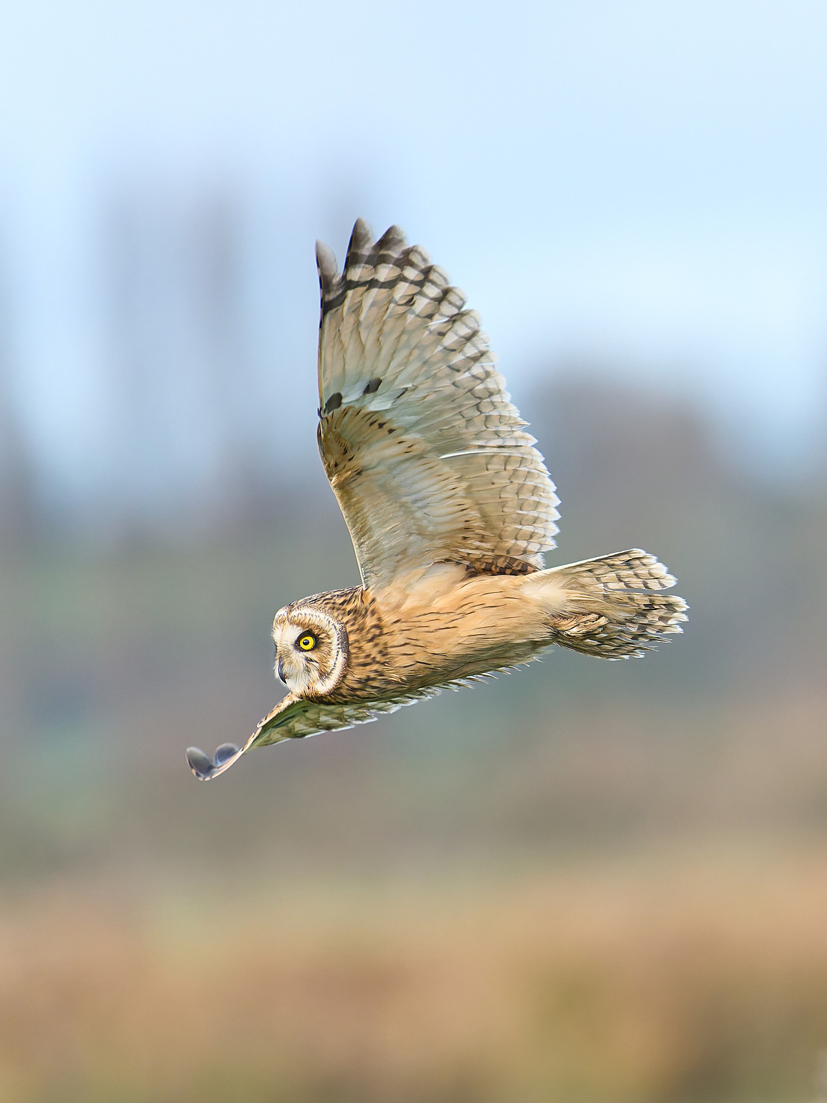  - Short-eared Owl