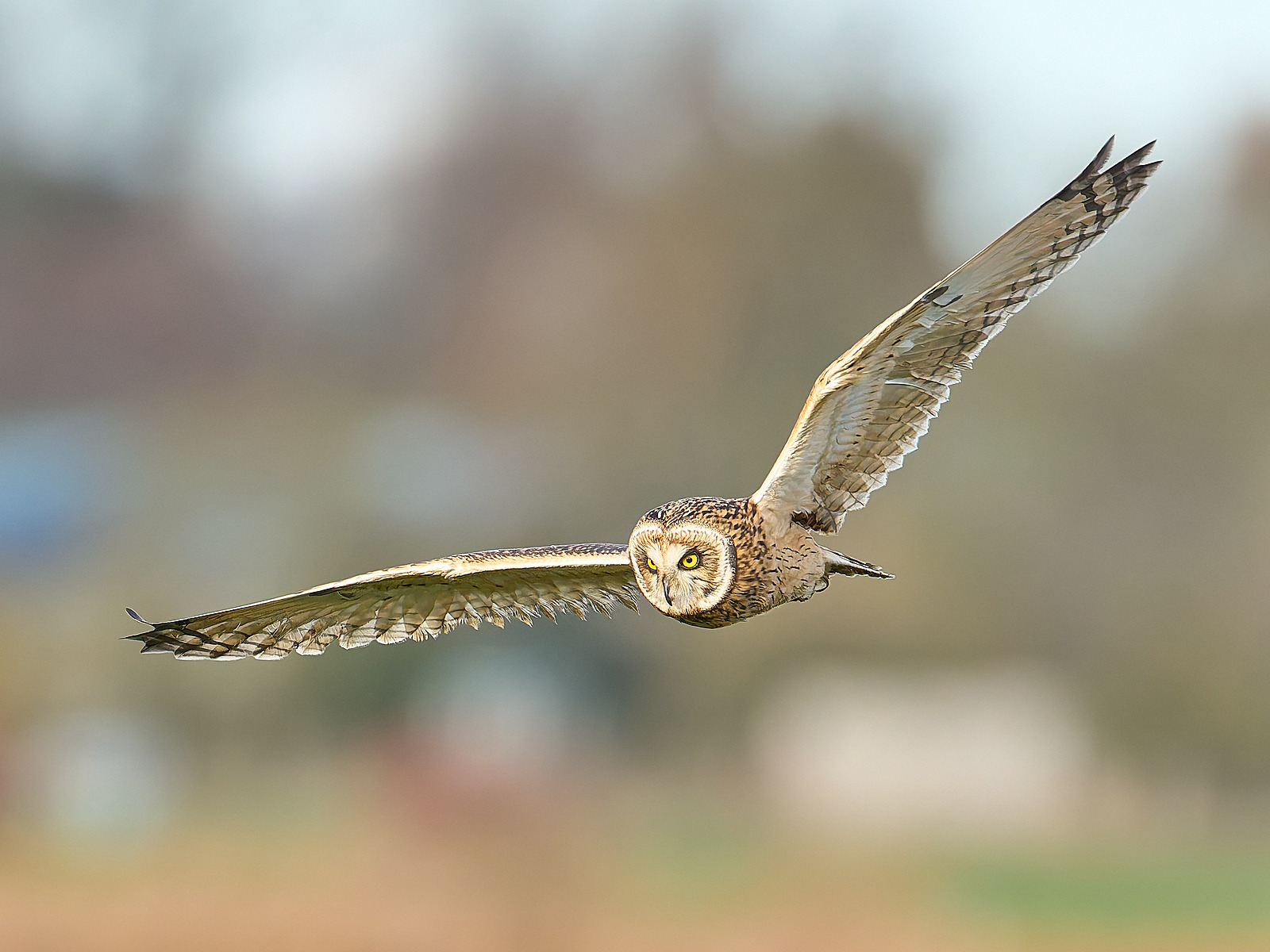  - Short-eared Owl