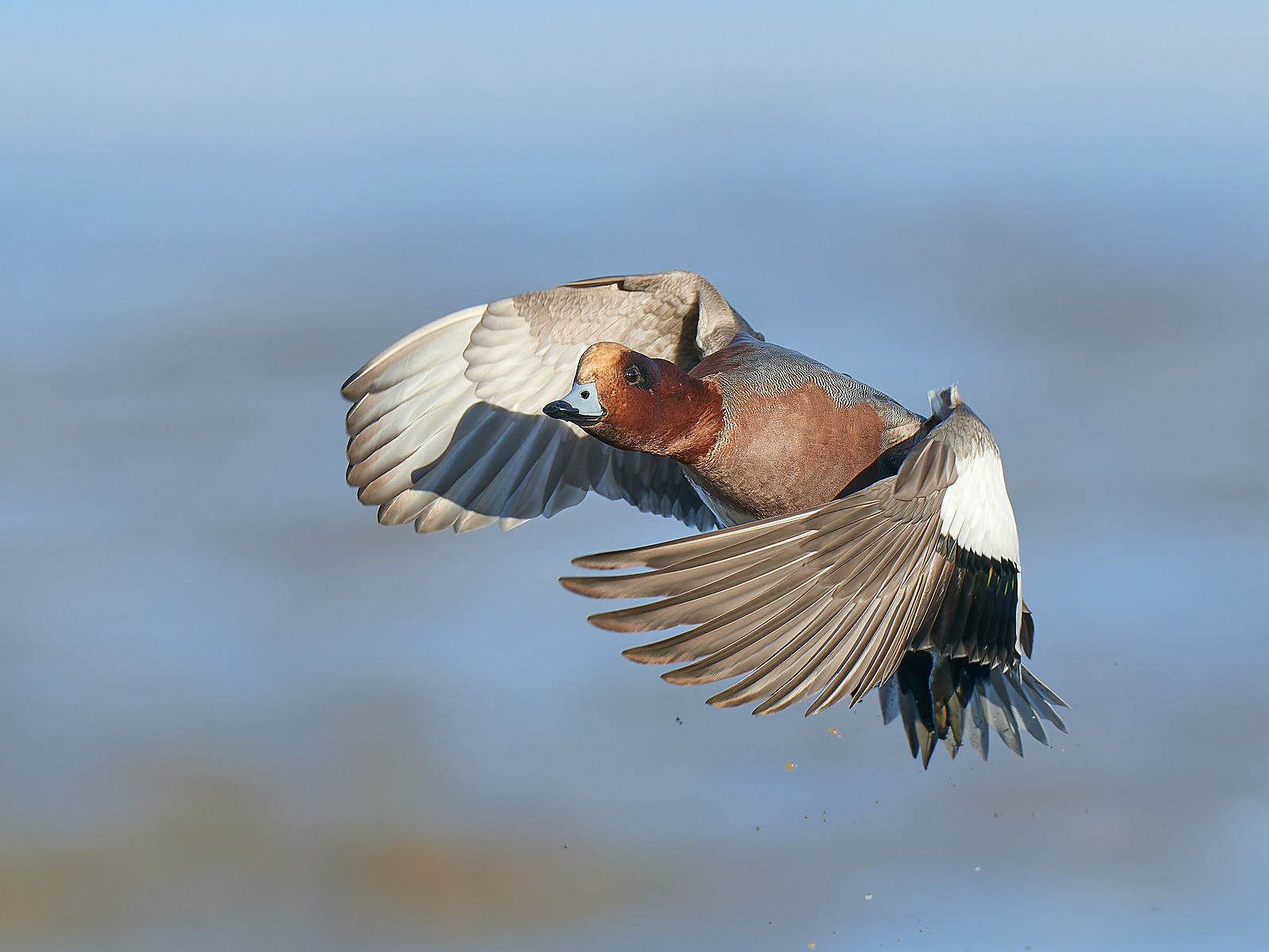  - Wigeon