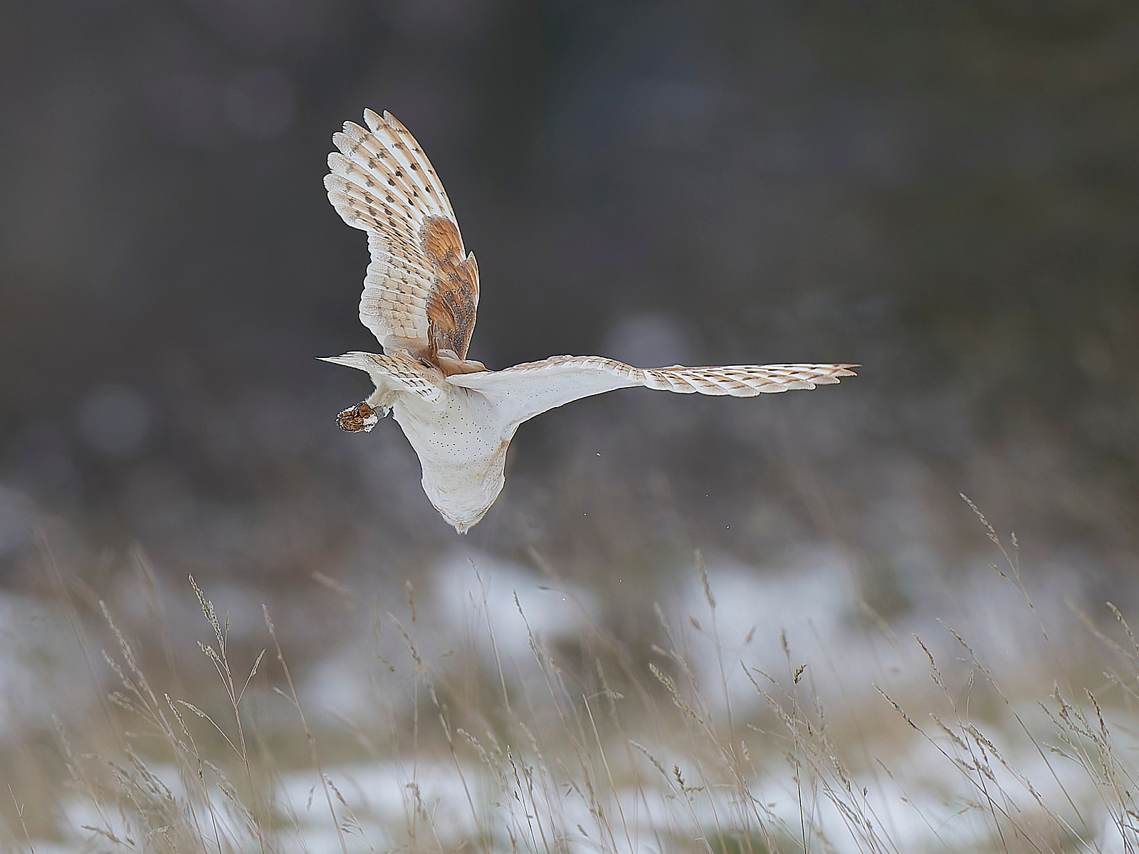  - Barn Owl