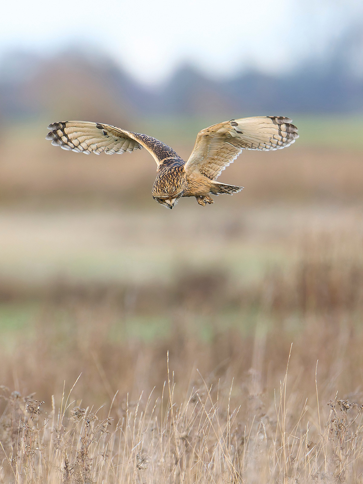  - Short-eared Owl