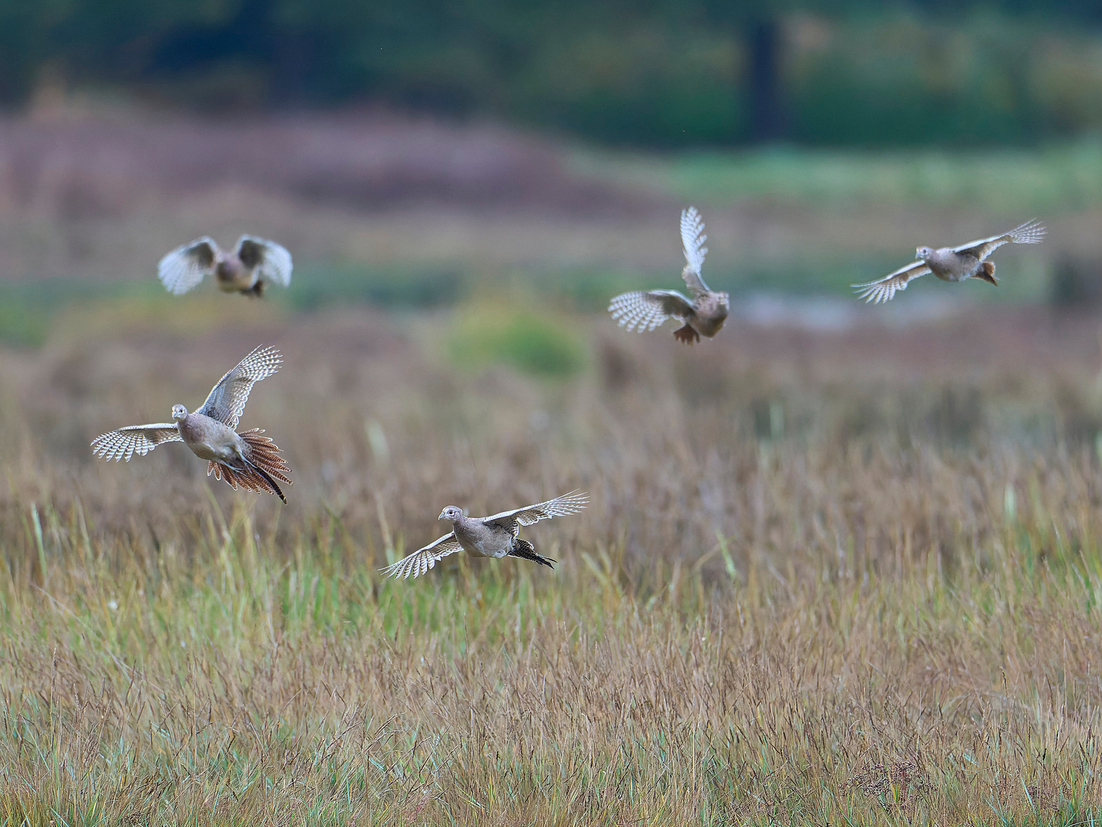  - Birds in Environment