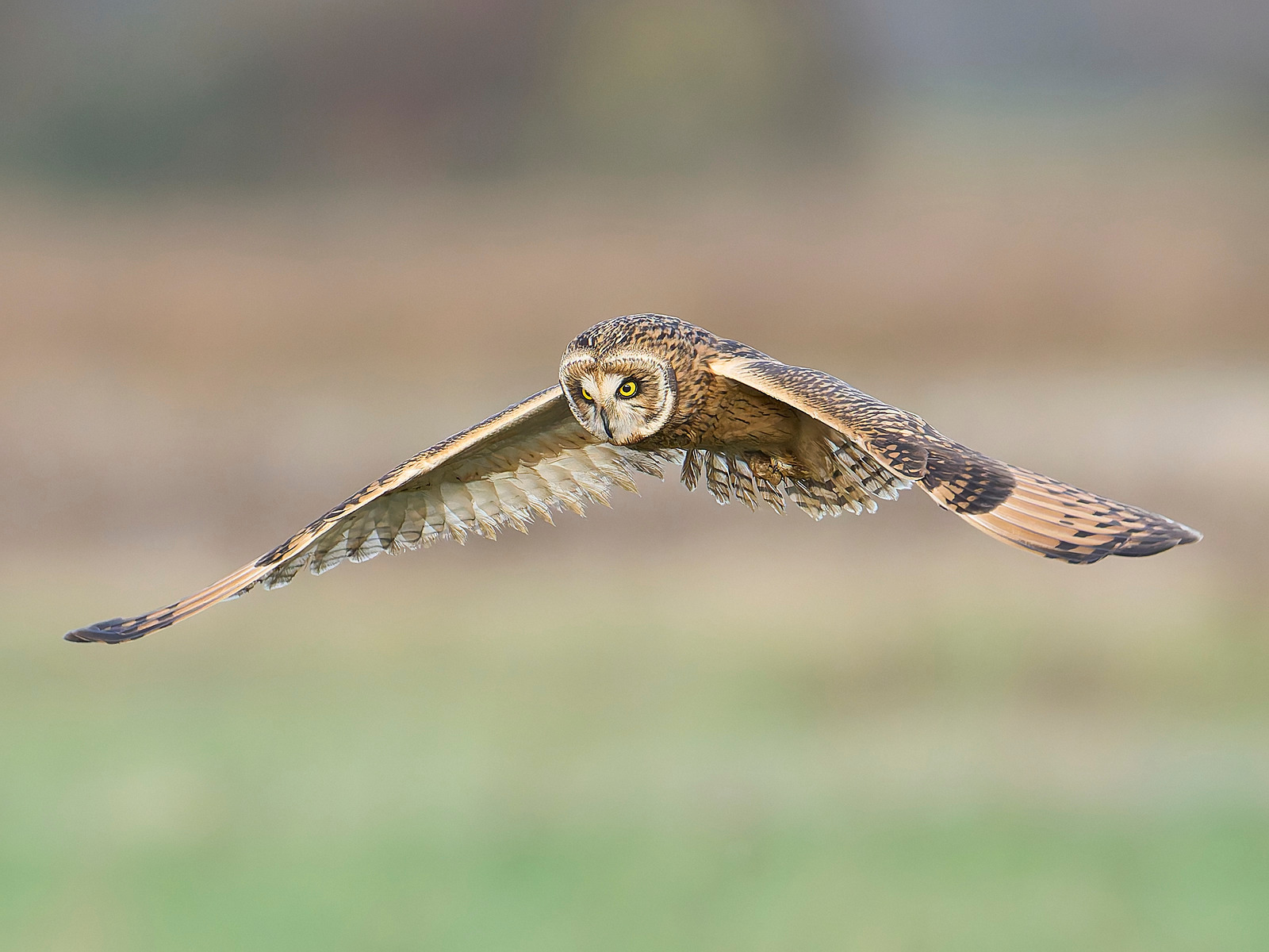  - Short-eared Owl