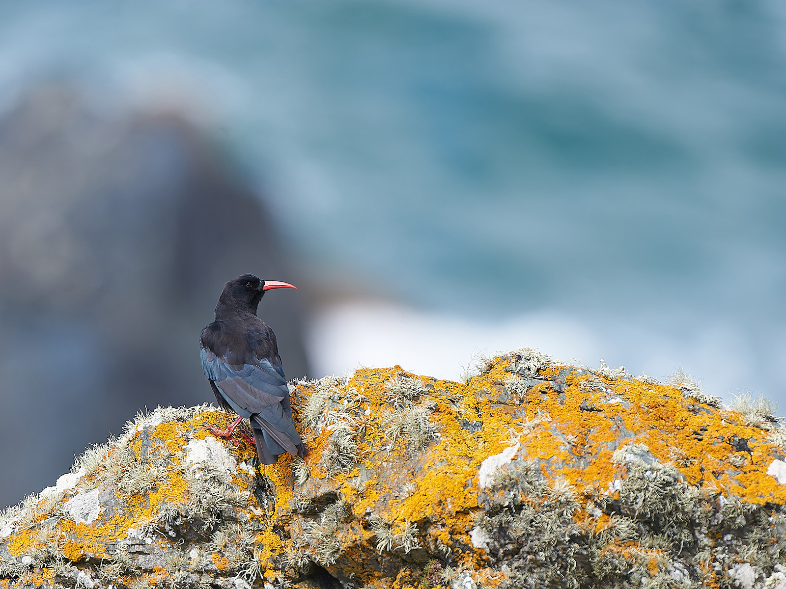  - Birds in Environment
