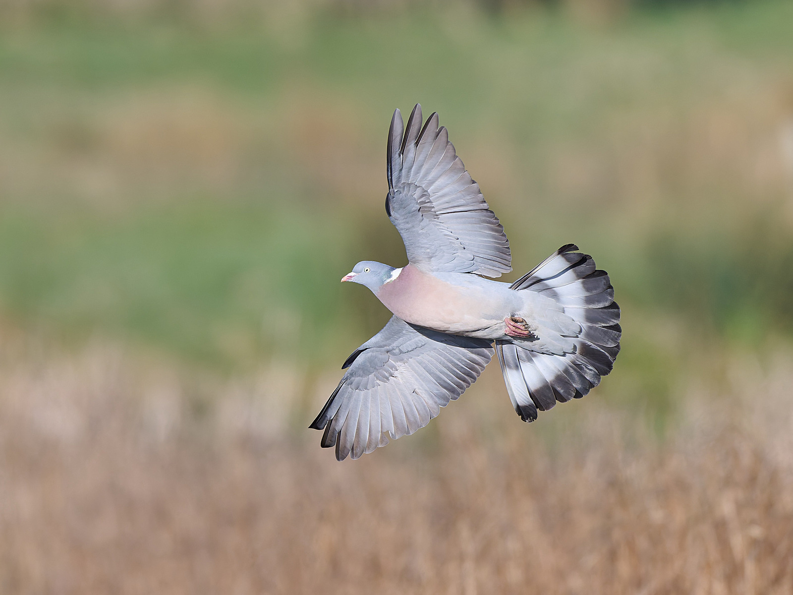  - Wood Pigeon