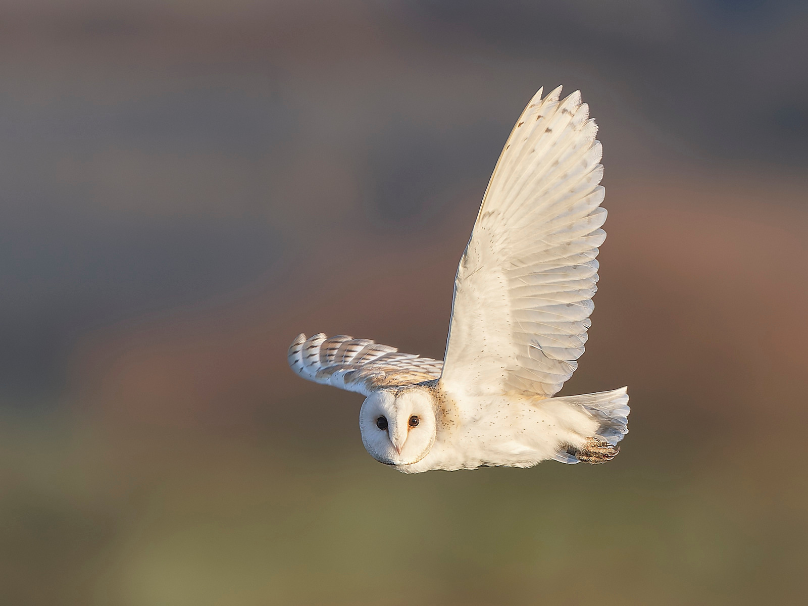  - Barn Owl