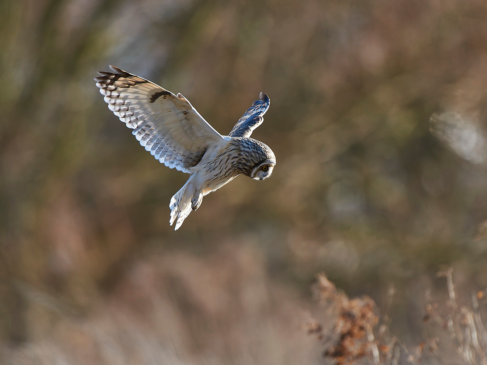  - Short-eared Owl