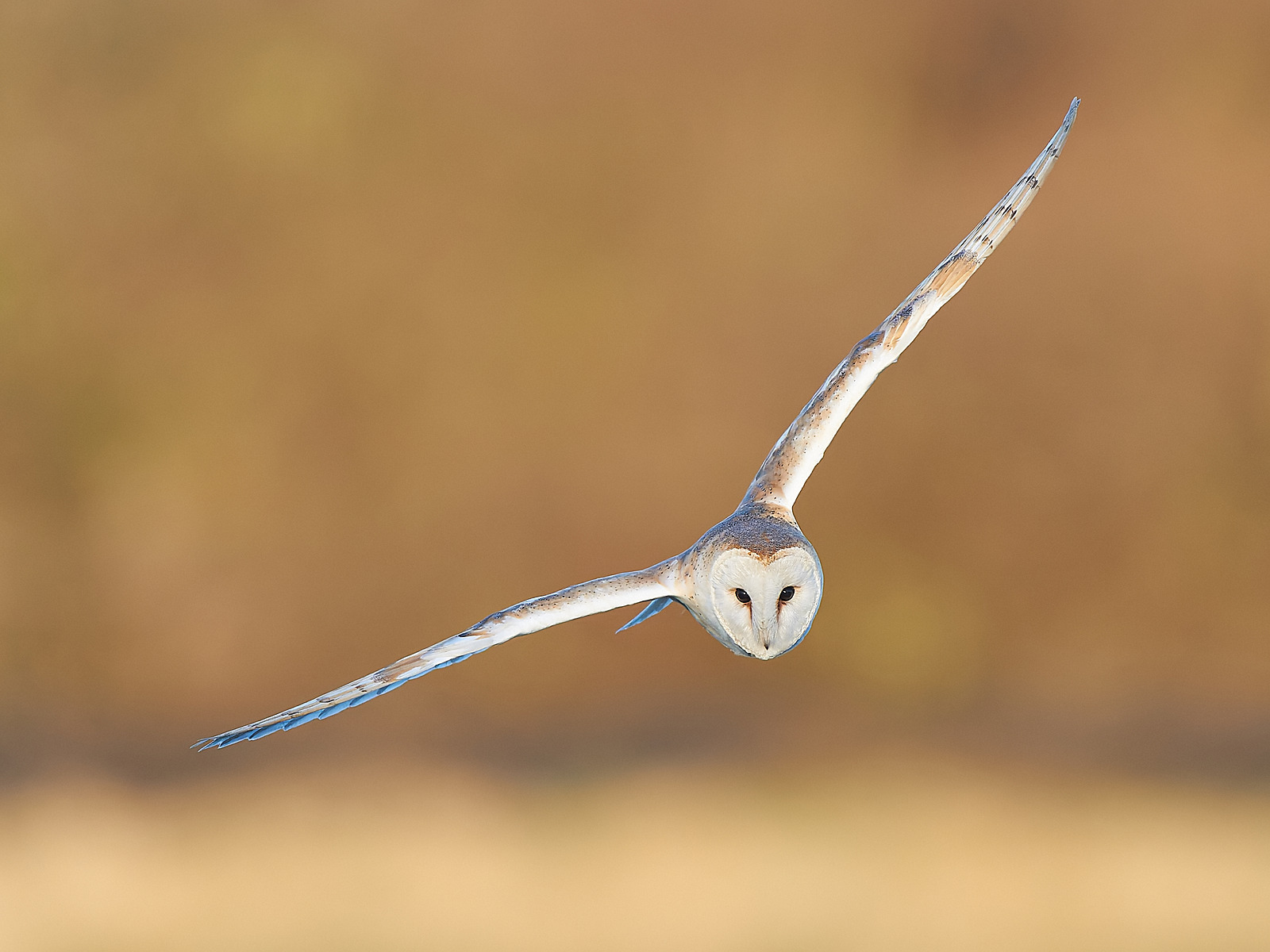  - Barn Owl