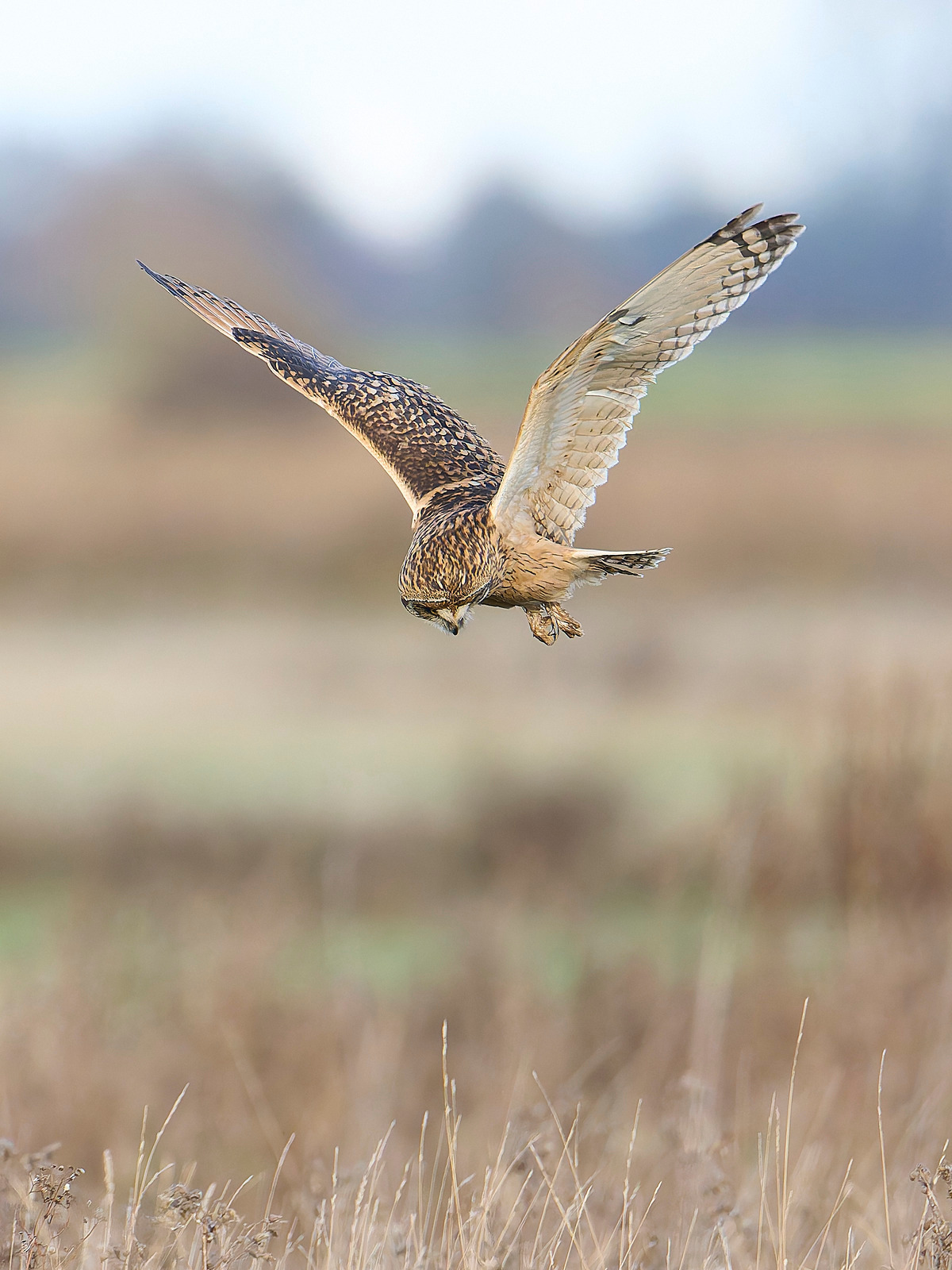  - Short-eared Owl