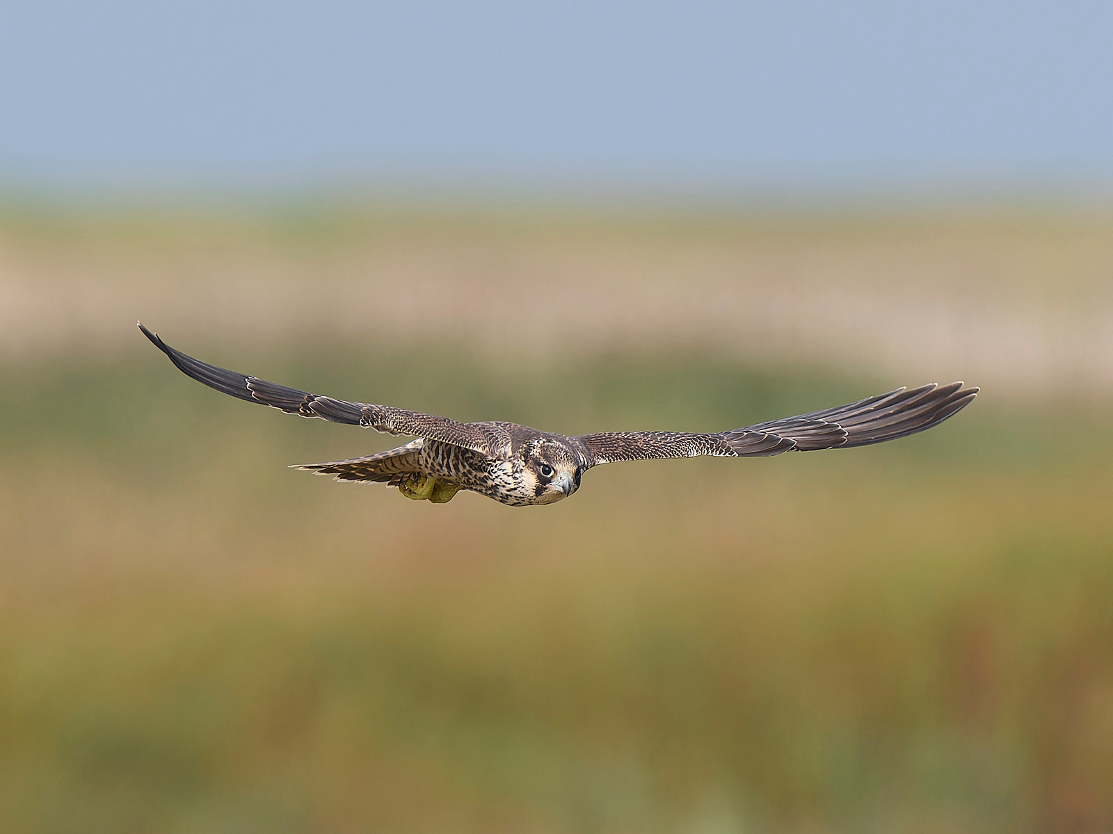  - Peregrine Falcon