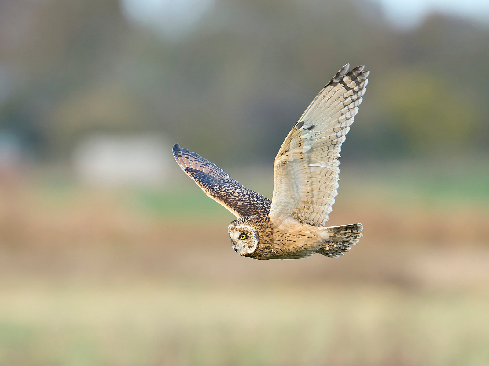  - Short-eared Owl