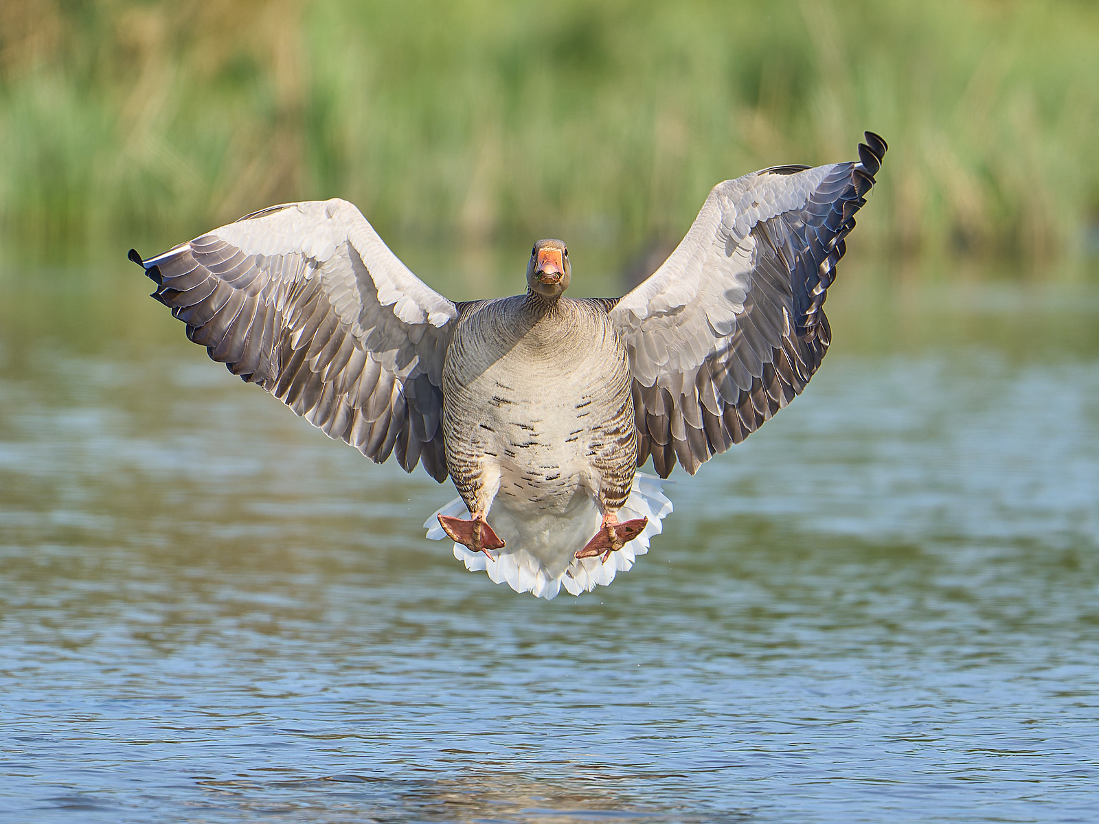  - Greylag Goose