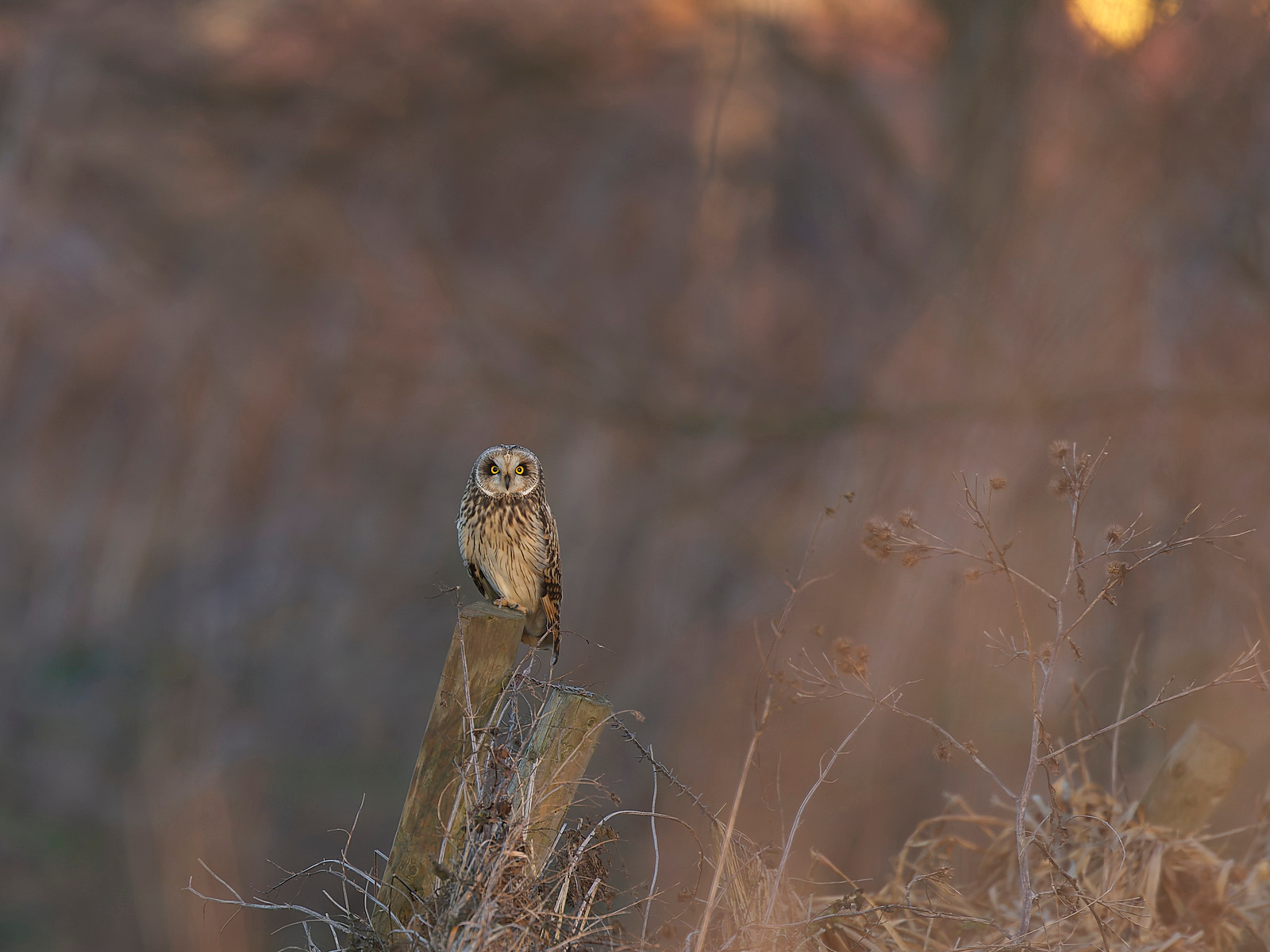  - Birds in Environment