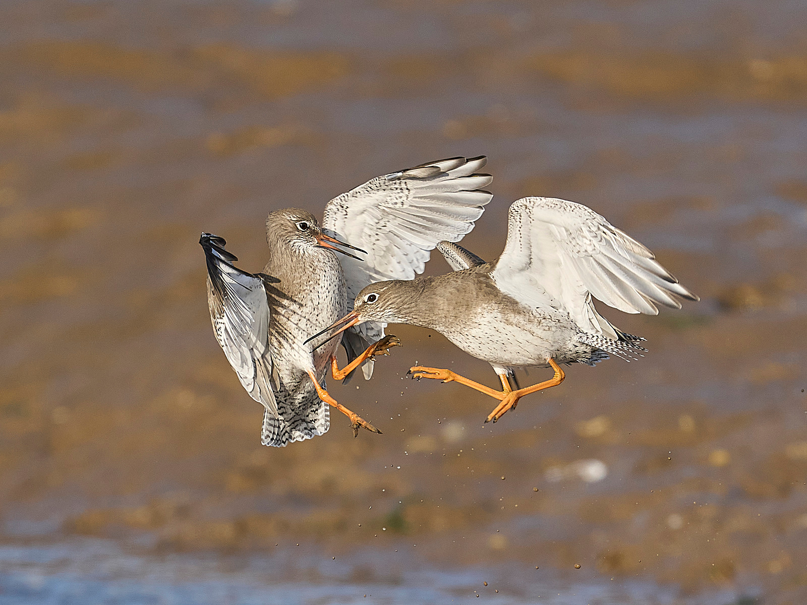  - Redshank