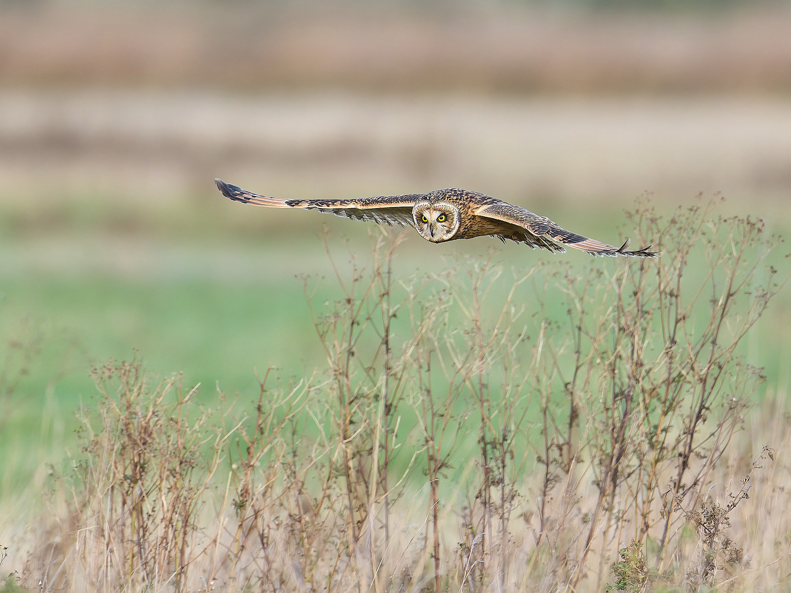  - Birds in Environment