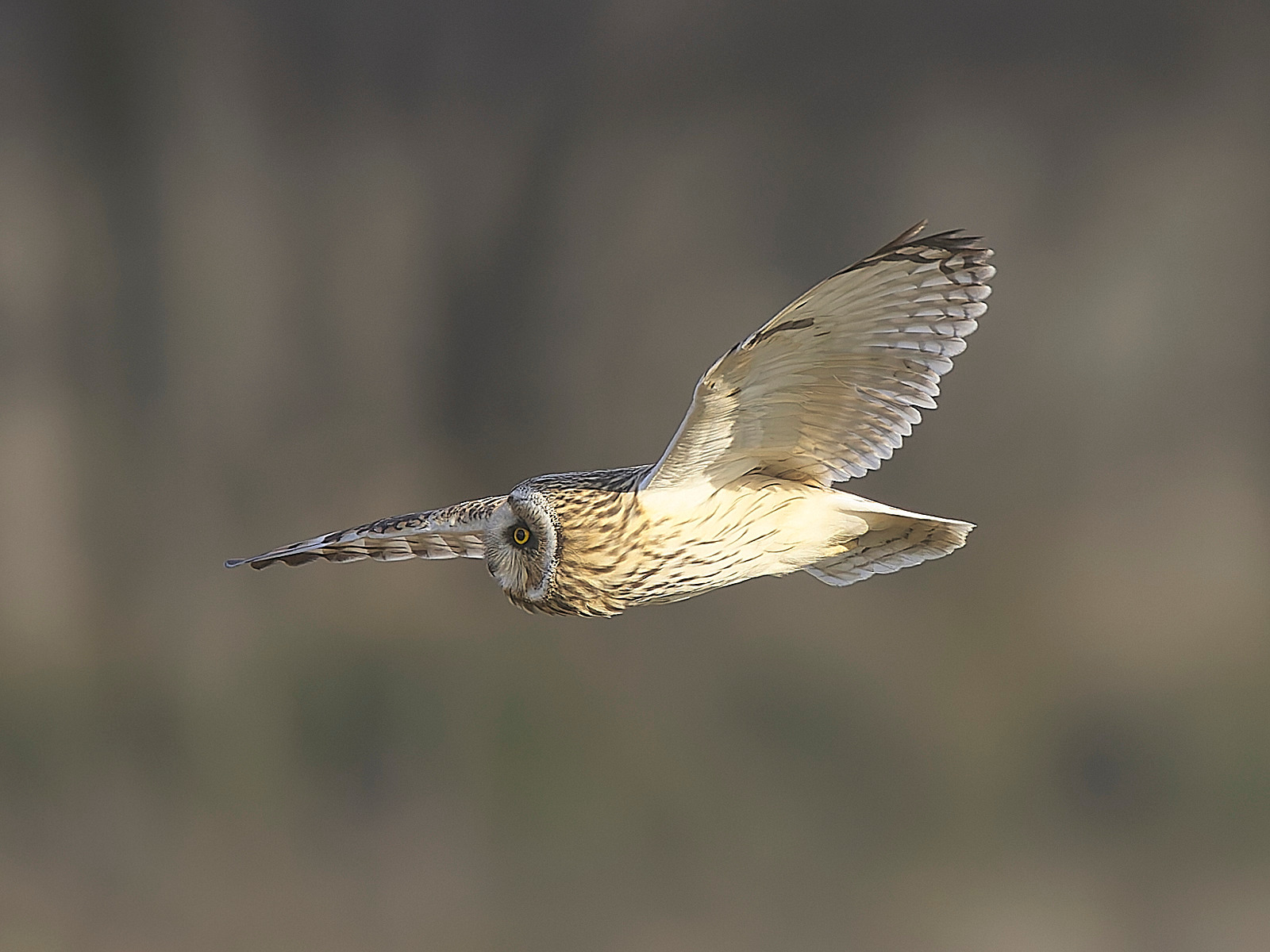  - Short-eared Owl