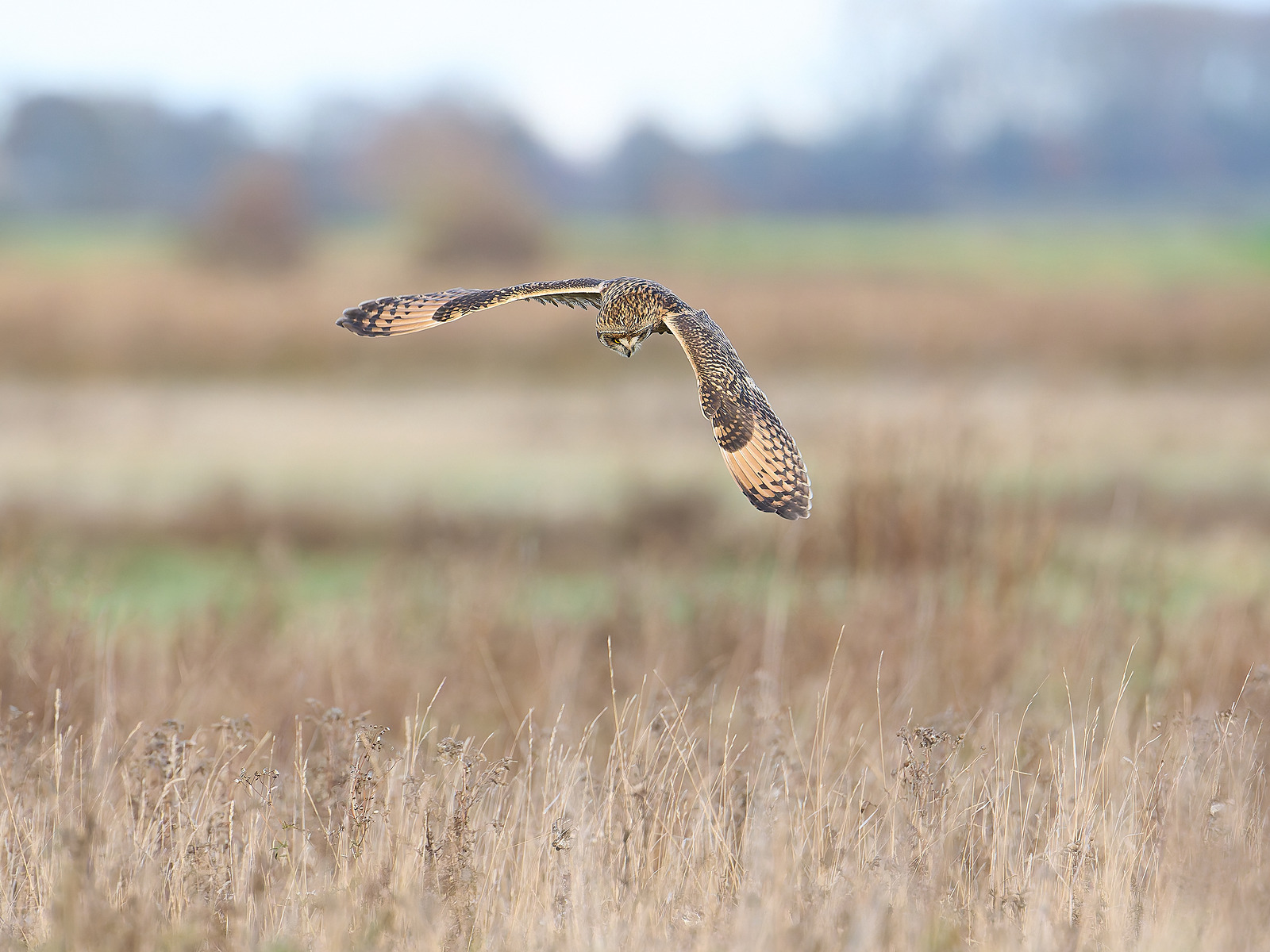  - Birds in Environment