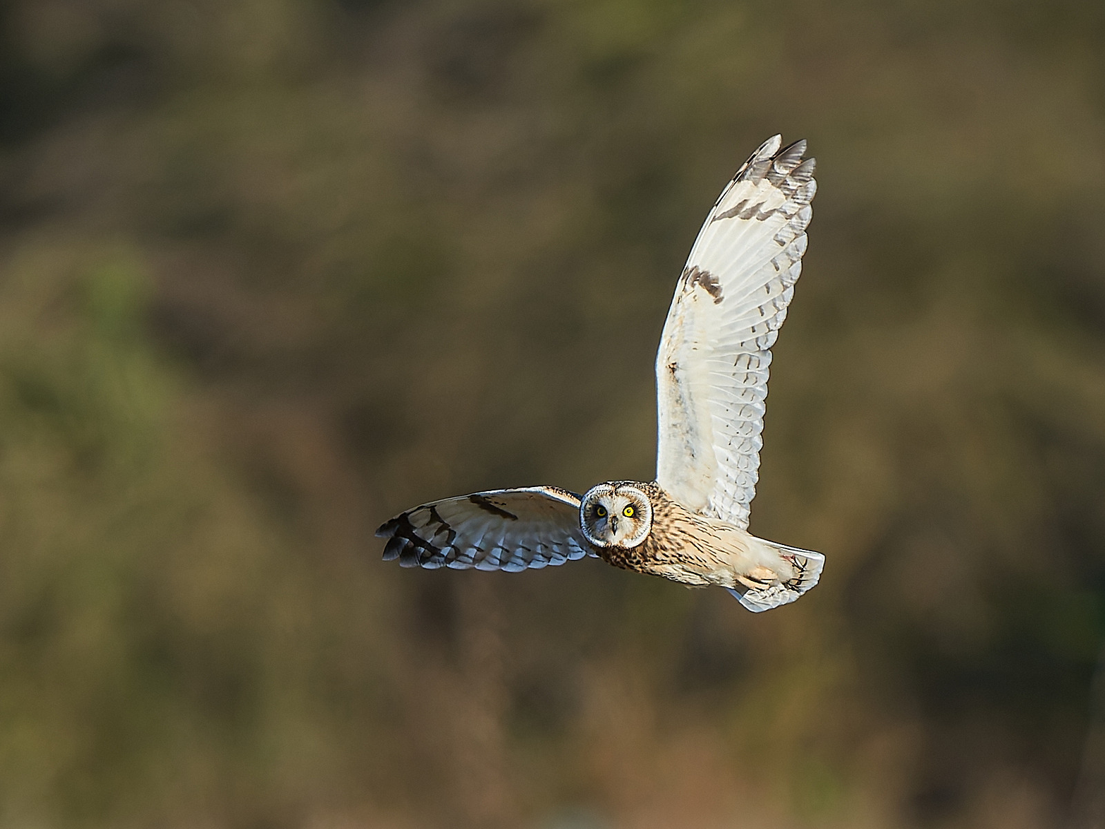  - Short-eared Owl