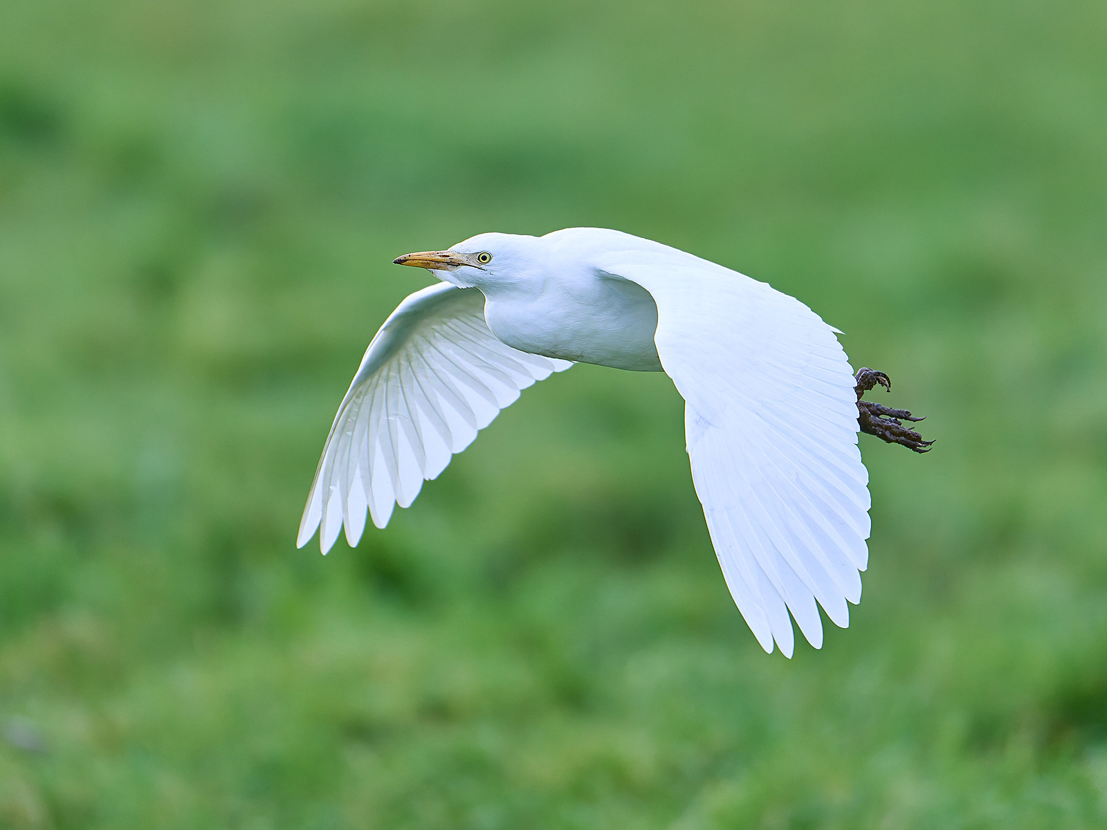  - Cattle Egret