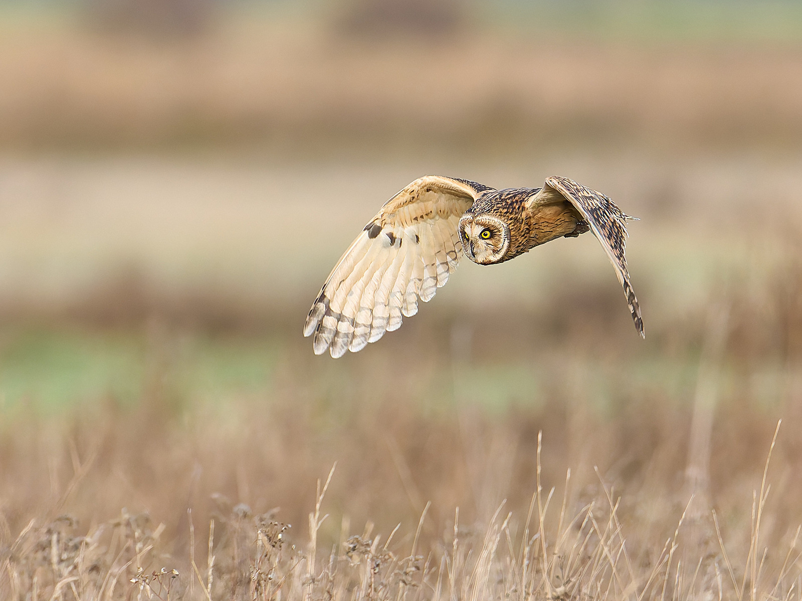  - Short-eared Owl
